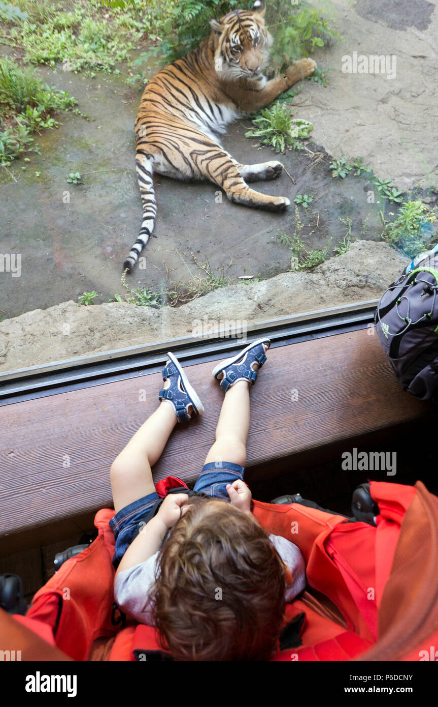 Baby watching a tiger trough the glass window at Ueno zoo, Tokyo, Japan Stock Photo