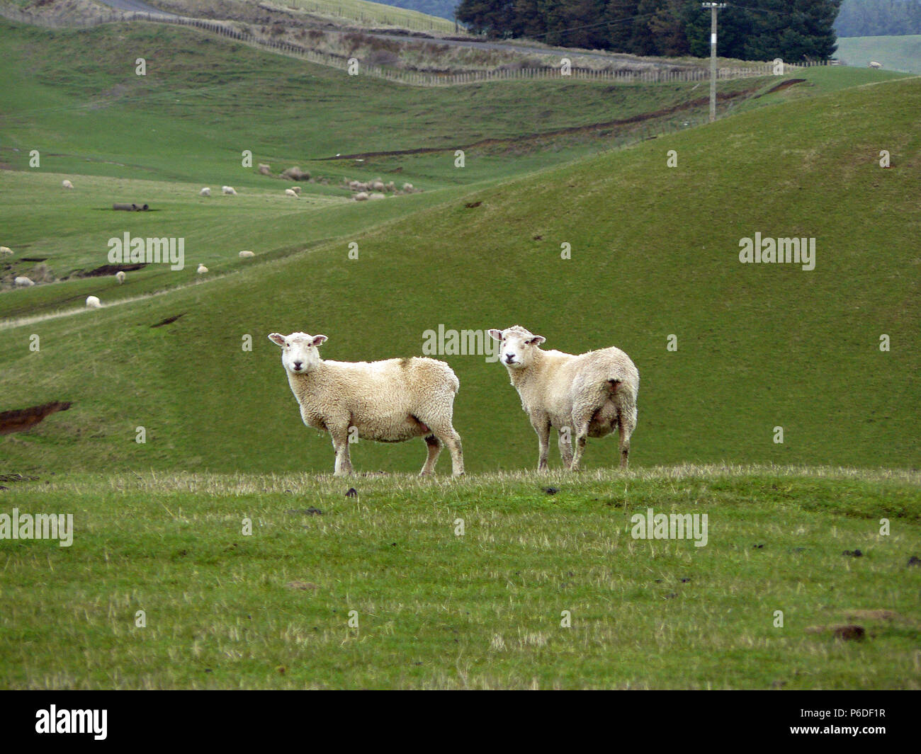 New Zealand sheep Stock Photo Alamy