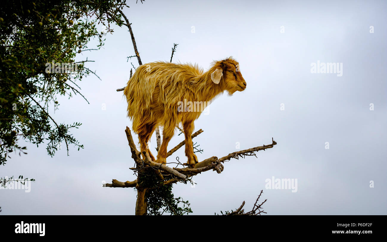 Goats climbing in Argon trees on the road to Essaouira, Morocco, North ...