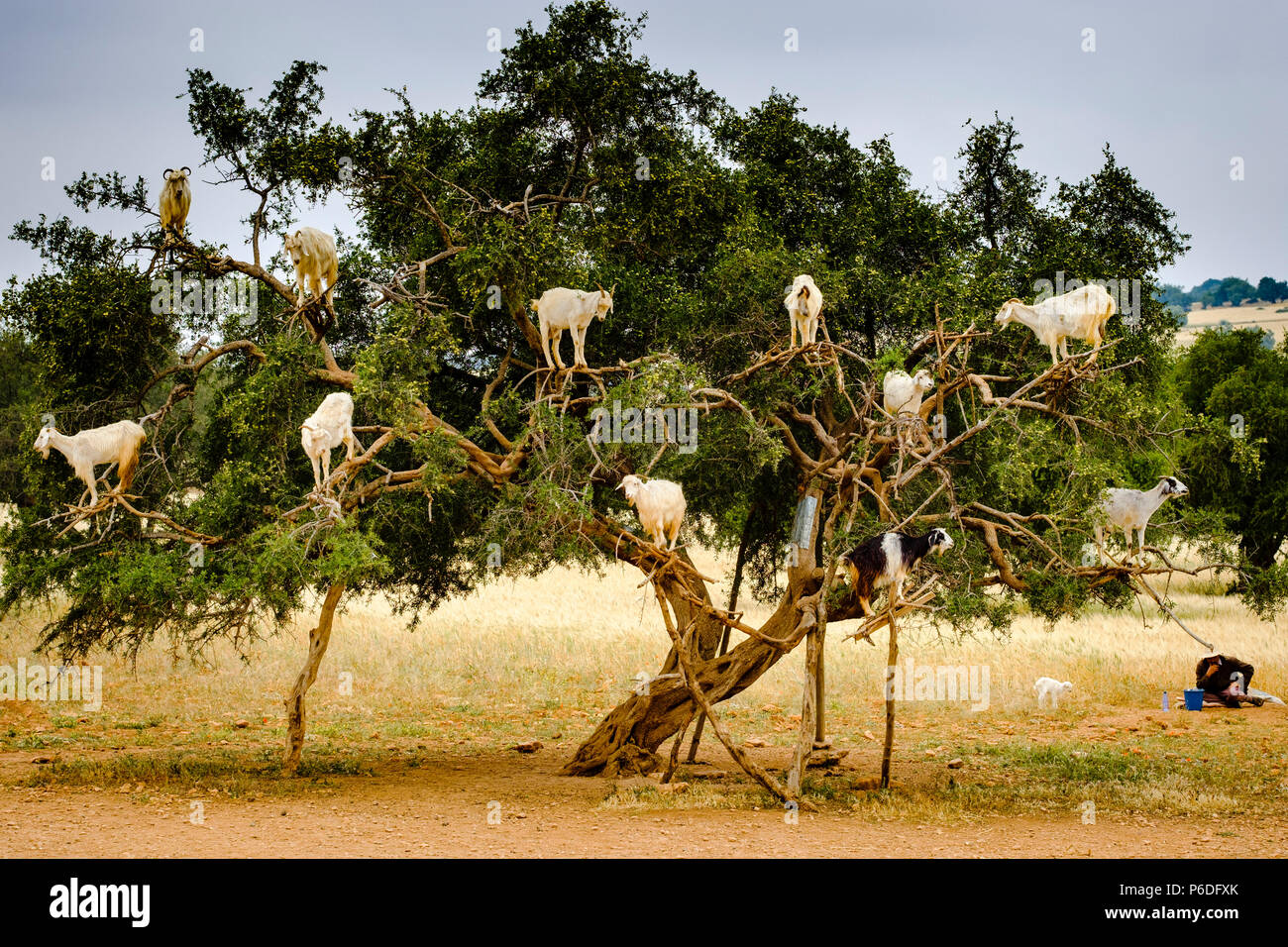 Goats climbing in Argon trees on the road to Essaouira, Morocco, North