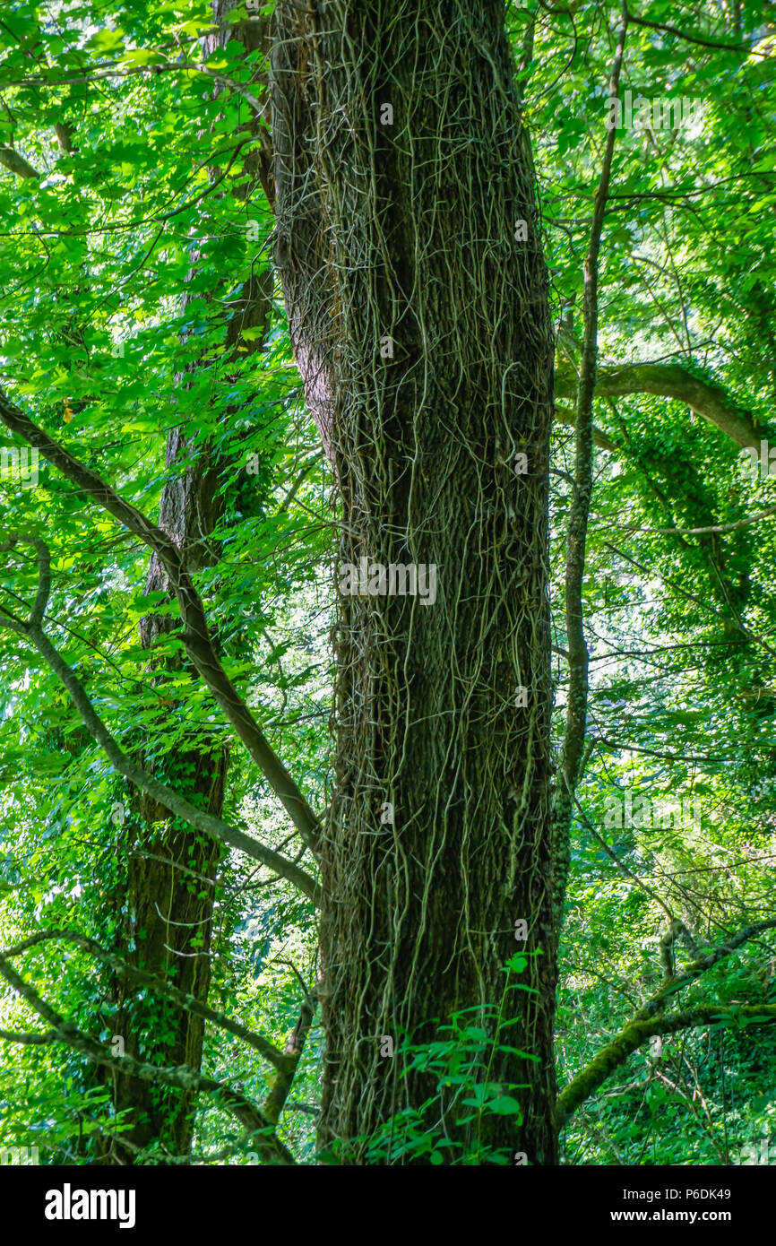 A tree in the Pacific Northwest is covered with dead vines Stock Photo Alamy