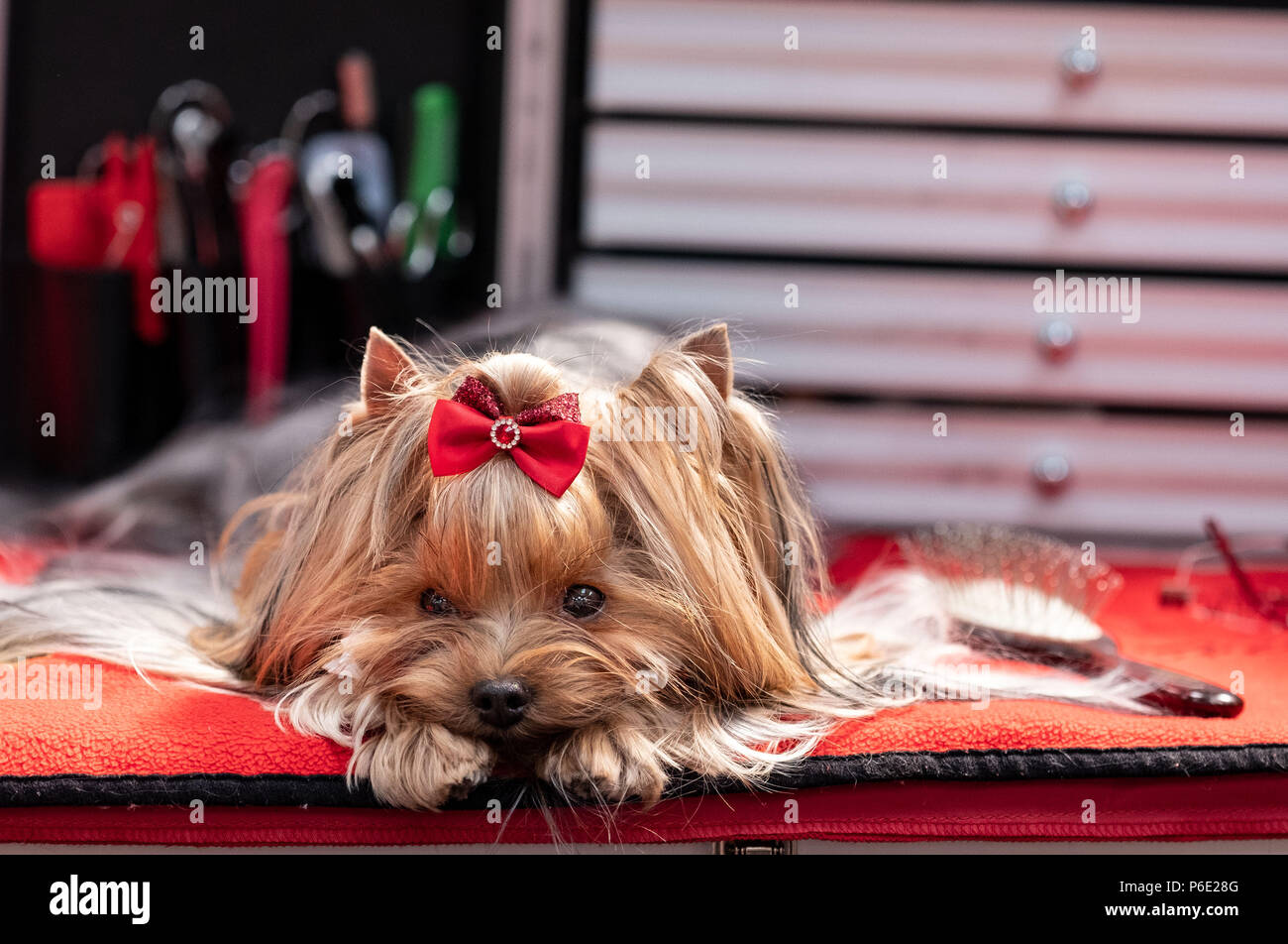 Hanover, Germany. 30th June, 2018. A "Yorkshire Terrier" dog is being  prepared for a competition at the dog fair Hund & Co. on the fairgrounds in  Hanover. The fair is open to