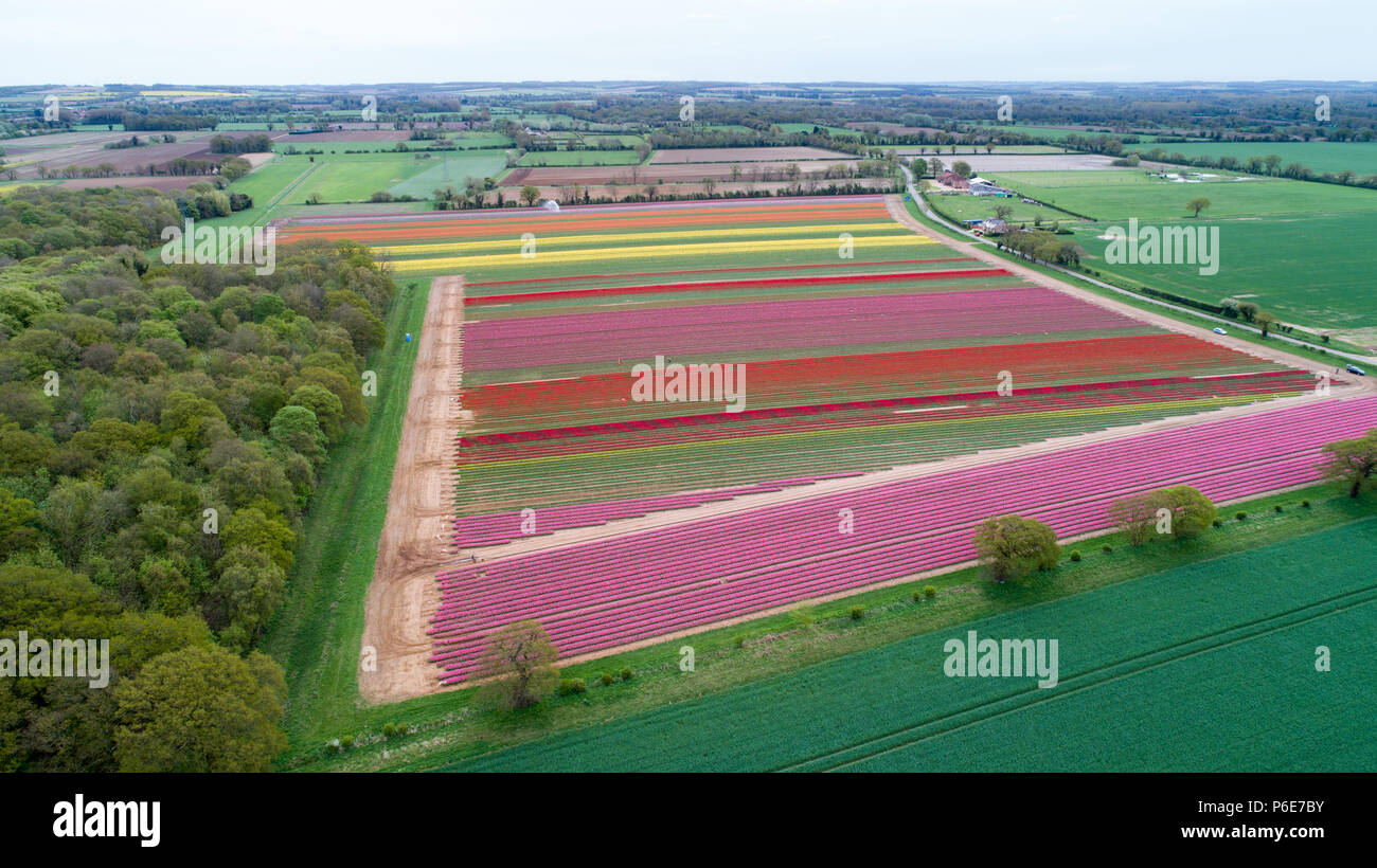 Farmer Mark Eves checking his tulip field near King's Lynn in Norfolk