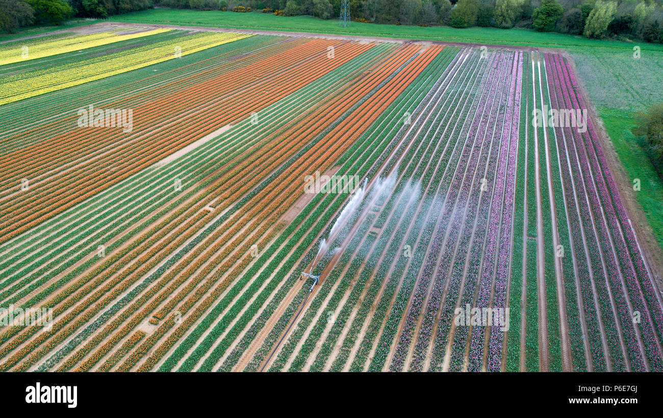 Aerial picture shows the tulip field near King's Lynn, Norfolk,on Tuesday April 24th,being watered after the recent heatwave.The colourful field will disappear this week when the bulbs are harvested.   This may look like the heart of Holland but incredibly these are Britain's last remaining bulbfields.  The Norfolk landscape is a kaleidoscope of colours after the tulips burst into life after the recent heatwave.  But sadly the beautiful flowers at family-run Belmont Nurseries near King's Lynn will all be chopped off tomorrow. Stock Photo