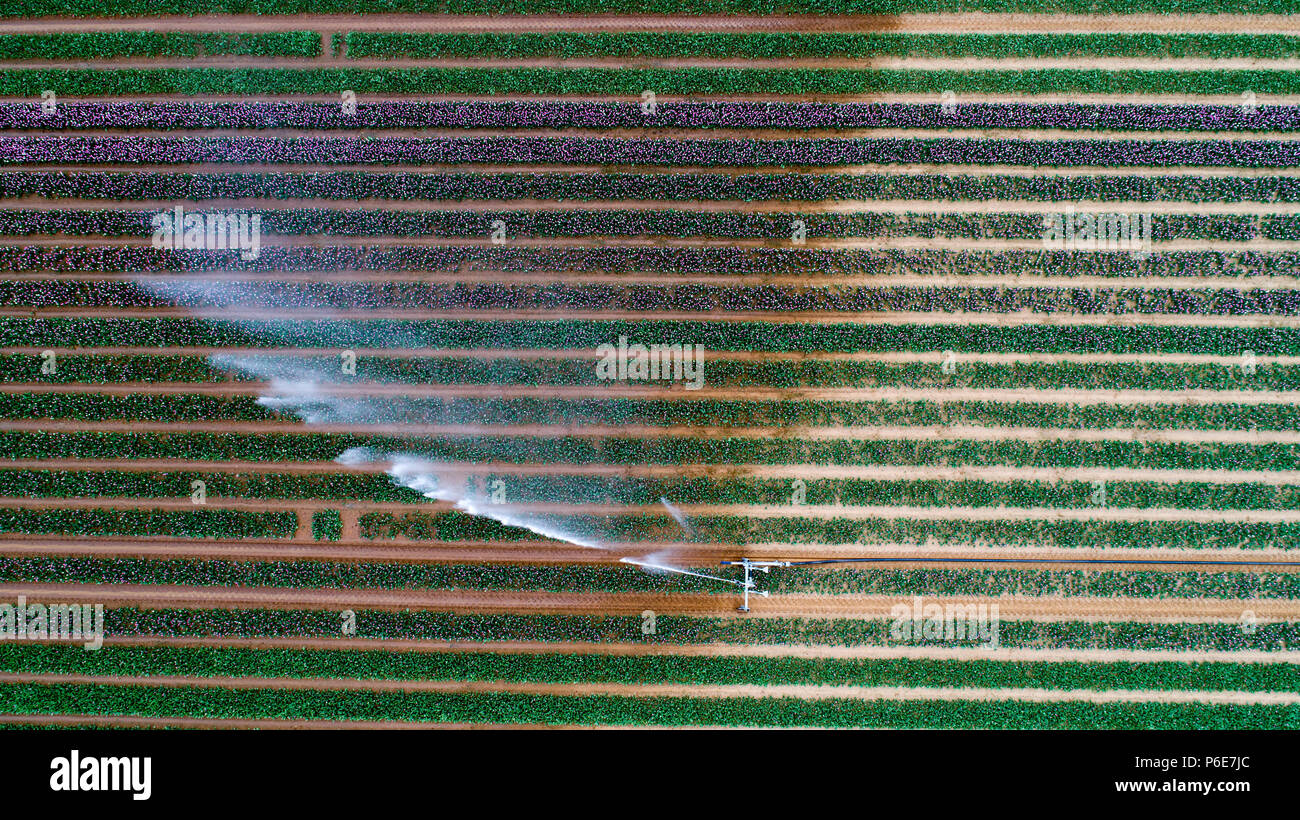 Aerial picture shows the tulip field near King's Lynn, Norfolk,on