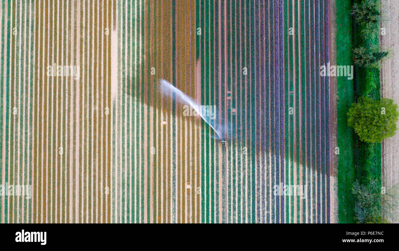 Aerial picture shows the tulip field near King's Lynn, Norfolk,on