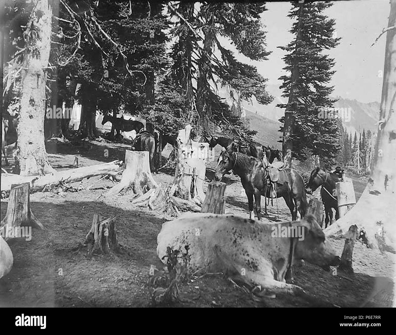 1899 cows hi-res stock photography and images - Alamy