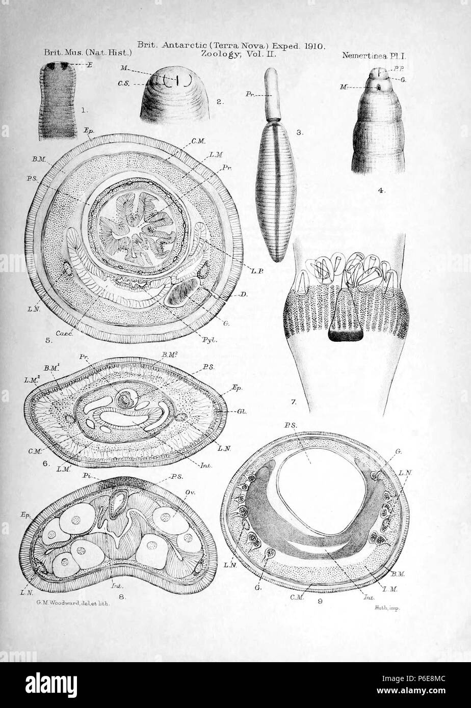 English: Ribbon worms collected by Terra Nova Expedition (original description). 1915 76 Terra Nova Expedition. Nemertinea. Plate I Stock Photo