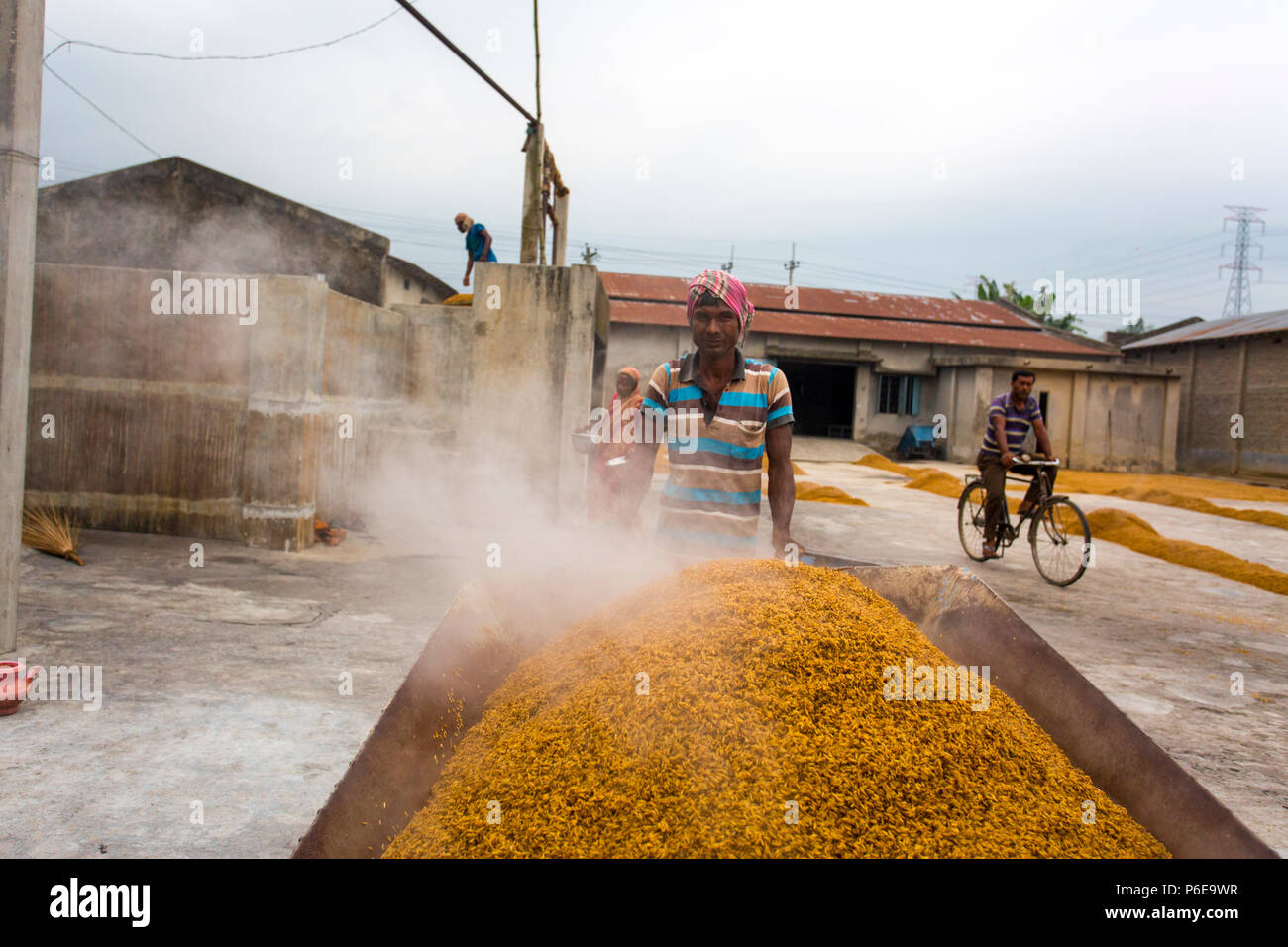 The processed rice is being brought out at Ishwardi Upazila, Pabna District in Rajshahi Division, Bangladesh. Stock Photo