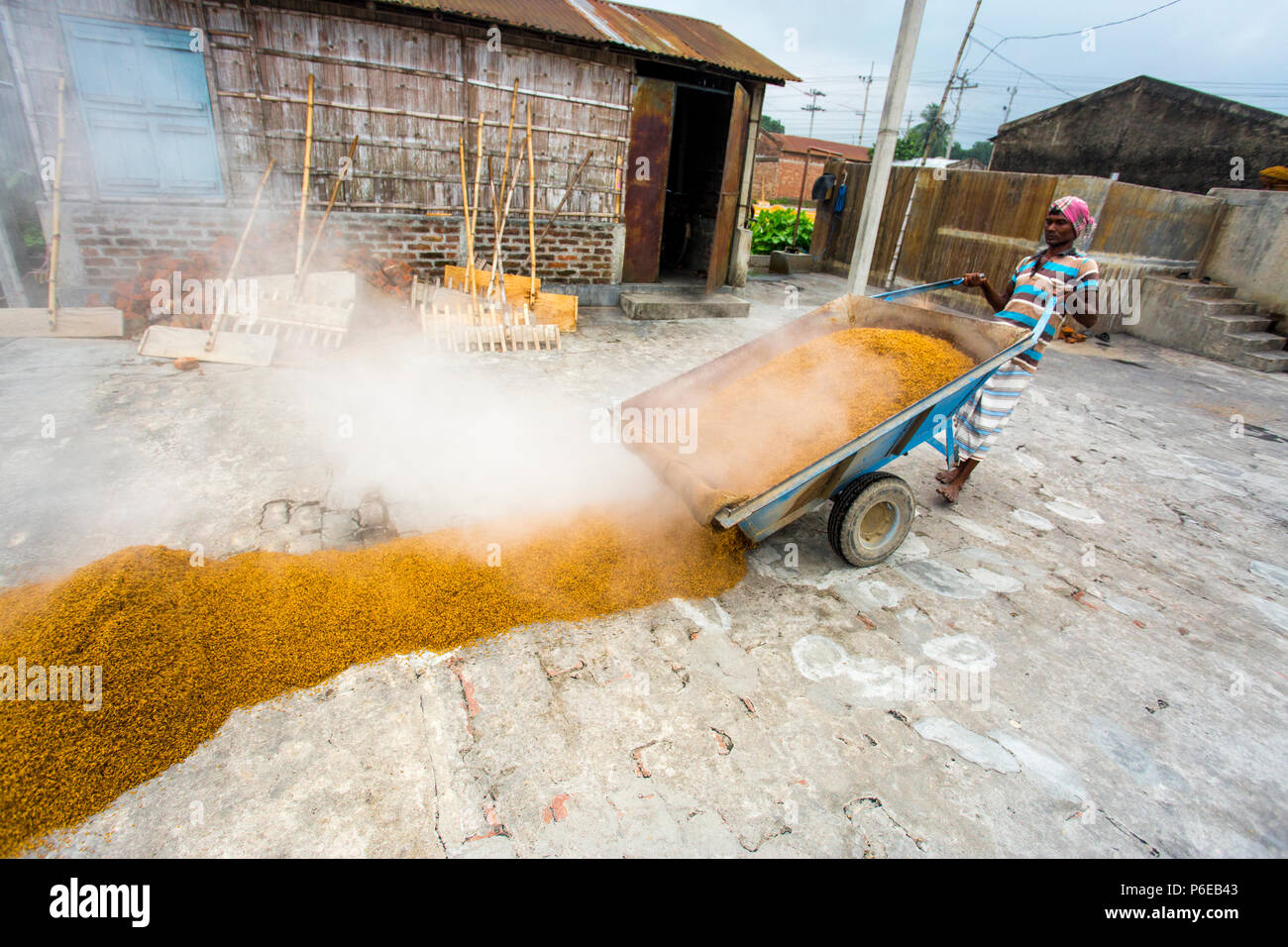 Process Esd Rice Images The processed rice is being brought out at Ishwardi Upazila, Pabna ...