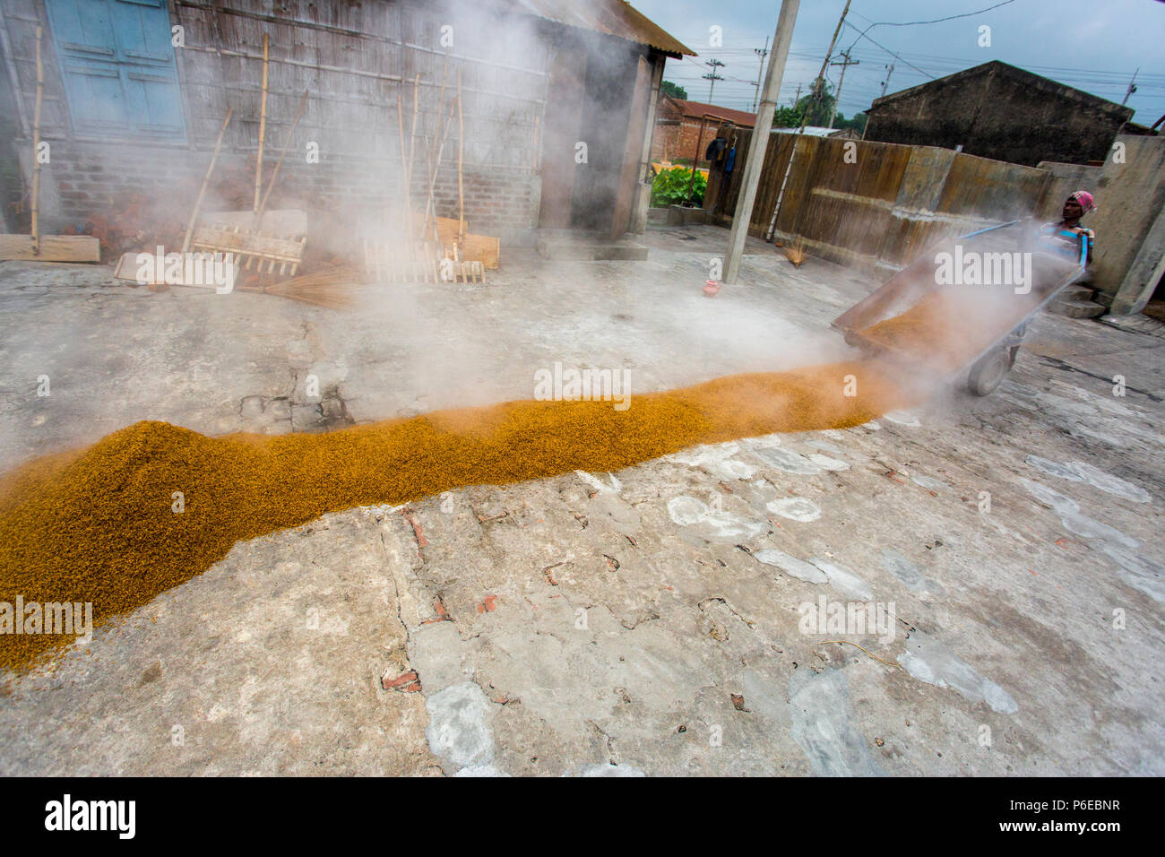 Process Esd Rice Images The processed rice is being brought out at Ishwardi Upazila, Pabna ...