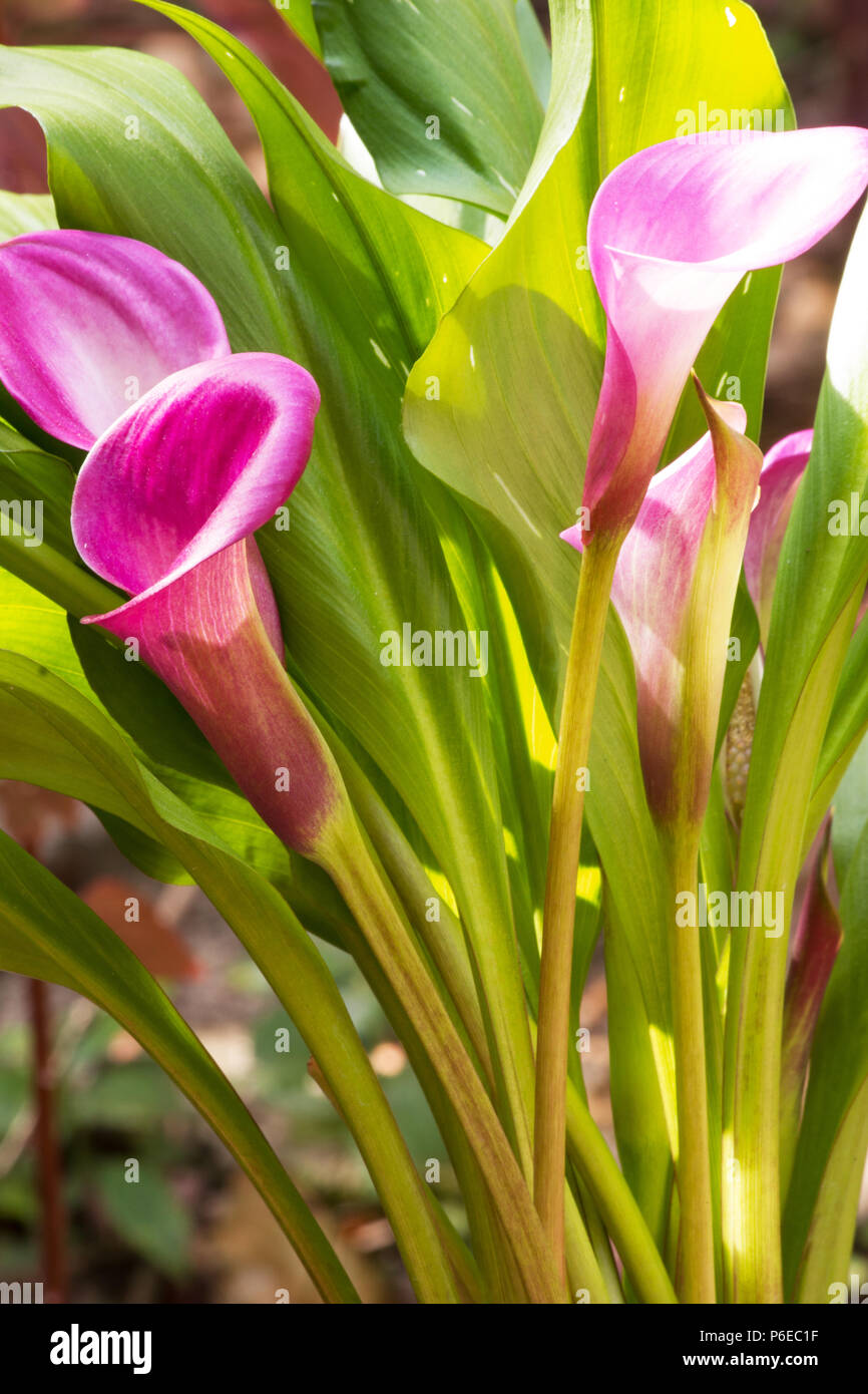 Red Arum Lily plant in bloom Stock Photo Alamy