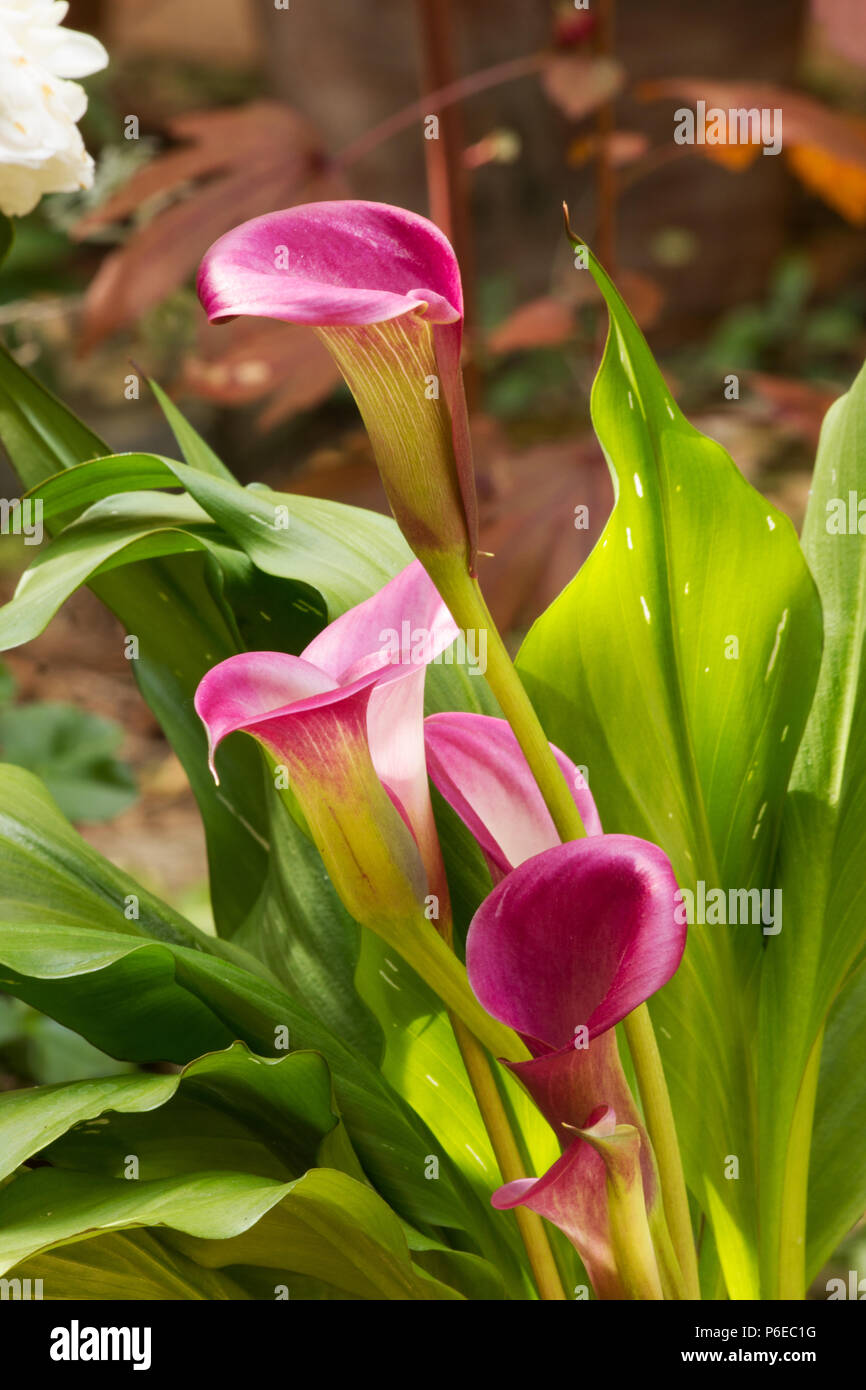 Red Arum Lily plant in bloom Stock Photo Alamy