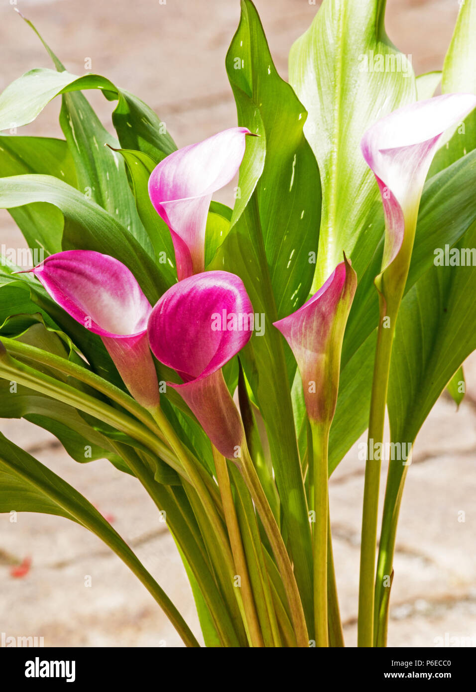 Red Arum Lily plant in bloom Stock Photo Alamy