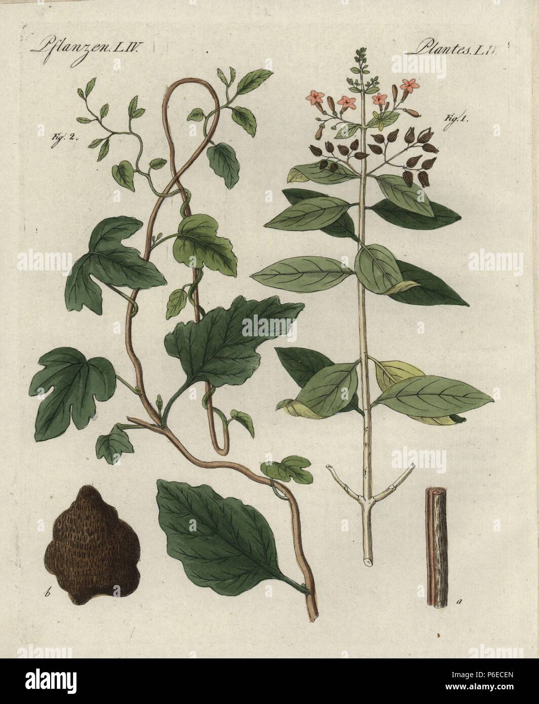 Quinine bark tree, Cinchona officinalis 1, and jalap, Ipomoea purga 2, showing leaf, flower, and bark. Handcoloured copperplate engraving from Bertuch's 'Bilderbuch fur Kinder' (Picture Book for Children), Weimar, 1798. Friedrich Johann Bertuch (1747-1822) was a German publisher and man of arts most famous for his 12-volume encyclopedia for children illustrated with 1,200 engraved plates on natural history, science, costume, mythology, etc., published from 1790-1830. Stock Photo