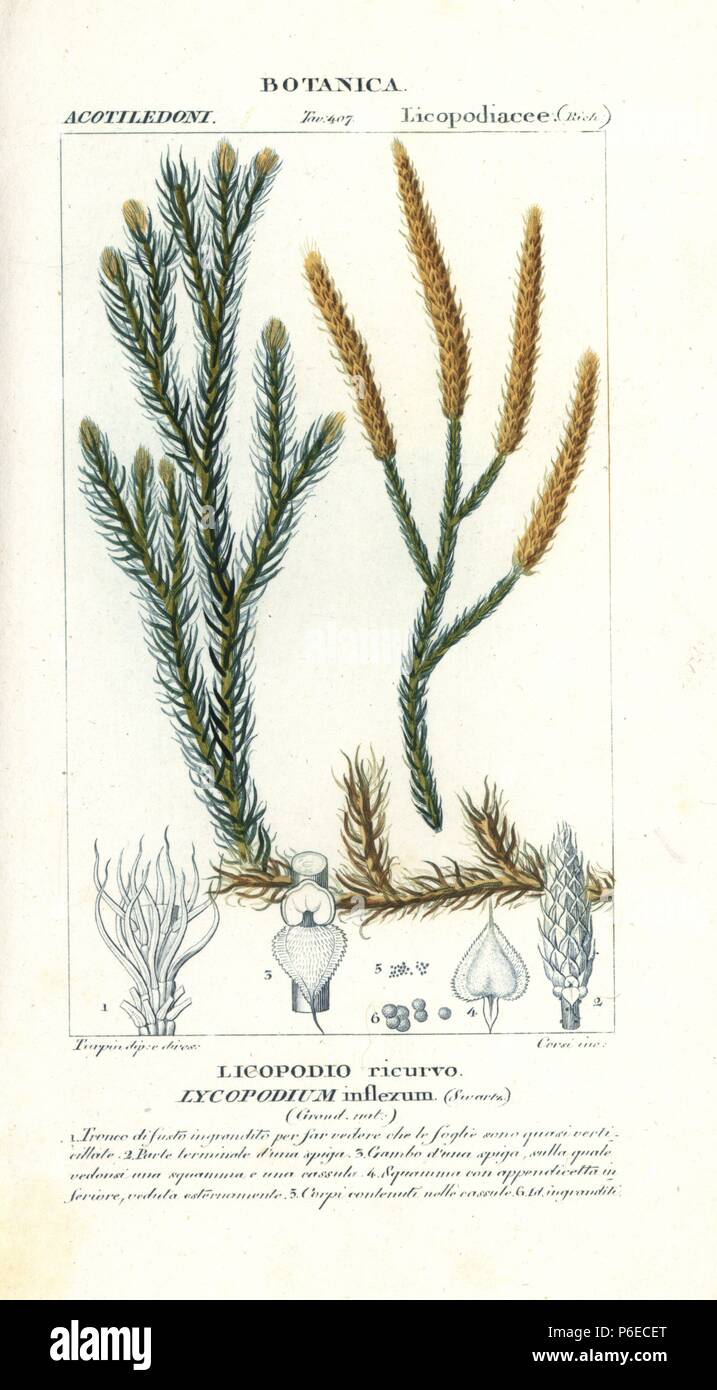 Wolf's-foot clubmoss, Lycopodium clavatum var. borbonicum, native to Africa. Handcoloured copperplate stipple engraving from Jussieu's 'Dictionary of Natural Science,' Florence, Italy, 1837. Engraved by Corsi, drawn by Pierre Jean-Francois Turpin, and published by Batelli e Figli. Turpin (1775-1840) is considered one of the greatest French botanical illustrators of the 19th century. Stock Photo