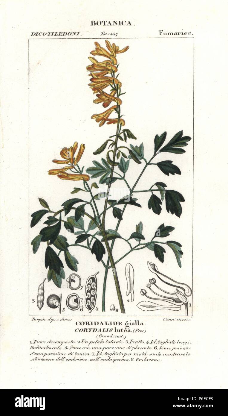 Yellow corydalis, Pseudofumaria lutea, native to the Alps of Italy. Handcoloured copperplate stipple engraving from Jussieu's 'Dictionary of Natural Science,' Florence, Italy, 1837. Engraved by Corsi, drawn by Pierre Jean-Francois Turpin, and published by Batelli e Figli. Turpin (1775-1840) is considered one of the greatest French botanical illustrators of the 19th century. Stock Photo