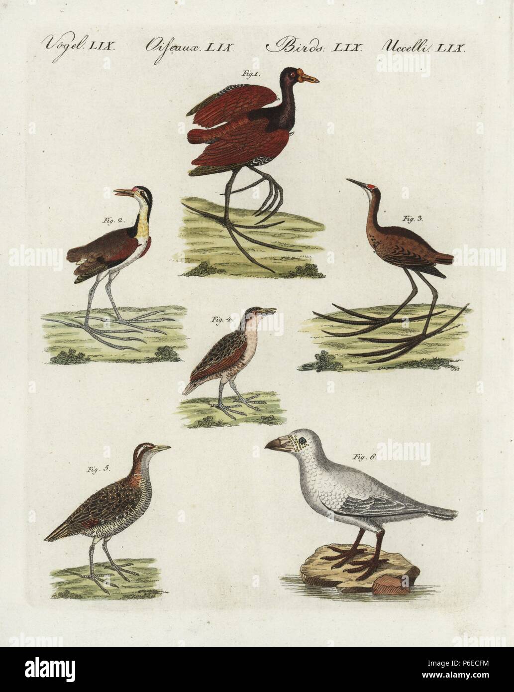 Wattled jacana, Jacana jacana 1, northern jacana, Jacana spinosa 2, African Jacana, Actophilornis africanus 3, land rail, Crex crex 4, buff-banded rail, Gallirallus philippensis 5, and snowy sheathbill, Chionis albus. Handcoloured copperplate engraving from Bertuch's 'Bilderbuch fur Kinder' (Picture Book for Children), Weimar, 1798. Friedrich Johann Bertuch (1747-1822) was a German publisher and man of arts most famous for his 12-volume encyclopedia for children illustrated with 1,200 engraved plates on natural history, science, costume, mythology, etc., published from 1790-1830. Stock Photo