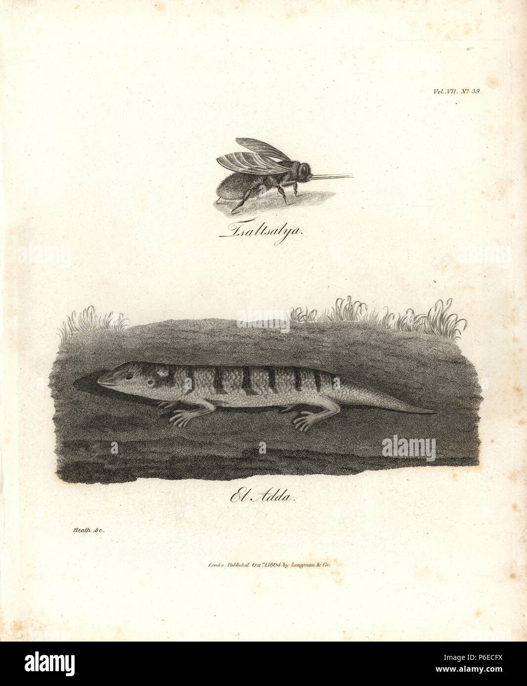 Tsaltsalya fly or zimb, Pangonia species, native of Abyssinia, and el adda, Scincus officinalis. Copperplate engraving from James Bruce's 'Travels to Discover the Source of the Nile, in the years 1768, 1769, 1770, 1771, 1772 and 1773,' London, 1790. James Bruce (1730-1794) was a Scottish explorer and travel writer who spent more than 12 years in North Africa and Ethiopia. Engraved by Heath after an original drawing by Bruce. Stock Photo