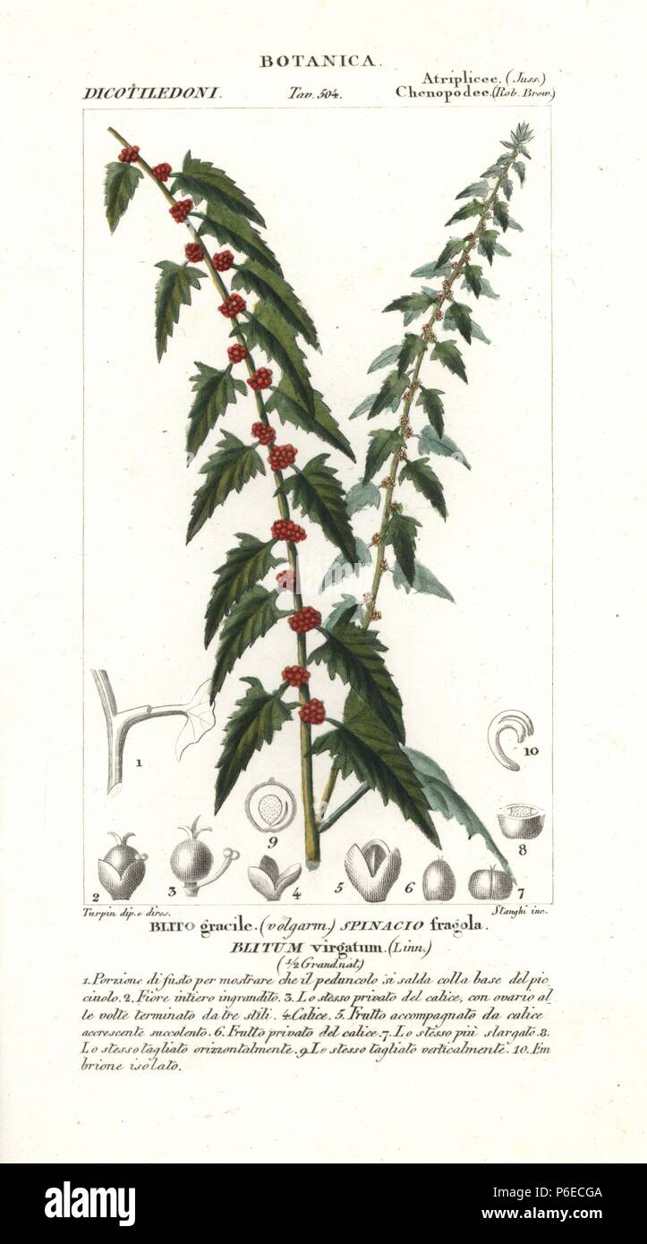 Leafy goosefoot, Chenopodium foliosum, native to Europe. Handcoloured copperplate stipple engraving from Jussieu's 'Dictionary of Natural Science,' Florence, Italy, 1837. Engraved by Stanghi, drawn by Pierre Jean-Francois Turpin, and published by Batelli e Figli. Turpin (1775-1840) is considered one of the greatest French botanical illustrators of the 19th century. Stock Photo