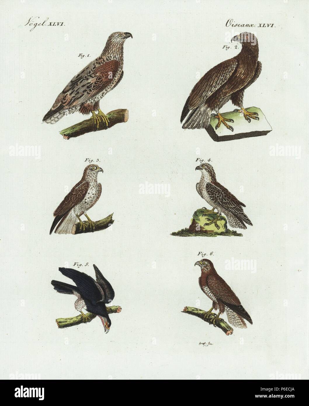 White-tailed sea eagle, Haliaeetus albicilla, male 1, female 2, short-toed snake-eagle, Circaetus gallicus 3, osprey, Pandion haliaetus 4, red-tailed hawk, Buteo jamaicensis 5, and buzzard, Buteo buteo 6. Handcoloured copperplate engraving by Graf from Bertuch's 'Bilderbuch fur Kinder' (Picture Book for Children), Weimar, 1798. Friedrich Johann Bertuch (1747-1822) was a German publisher and man of arts most famous for his 12-volume encyclopedia for children illustrated with 1,200 engraved plates on natural history, science, costume, mythology, etc., published from 1790-1830. Stock Photo