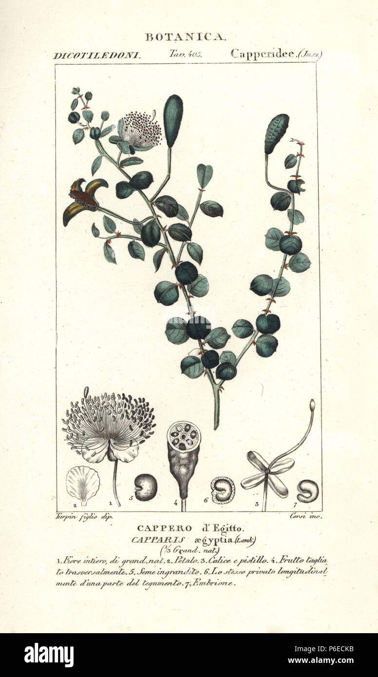 Egyptian caper bush, Capparis aegyptia, native to Egypt. Handcoloured