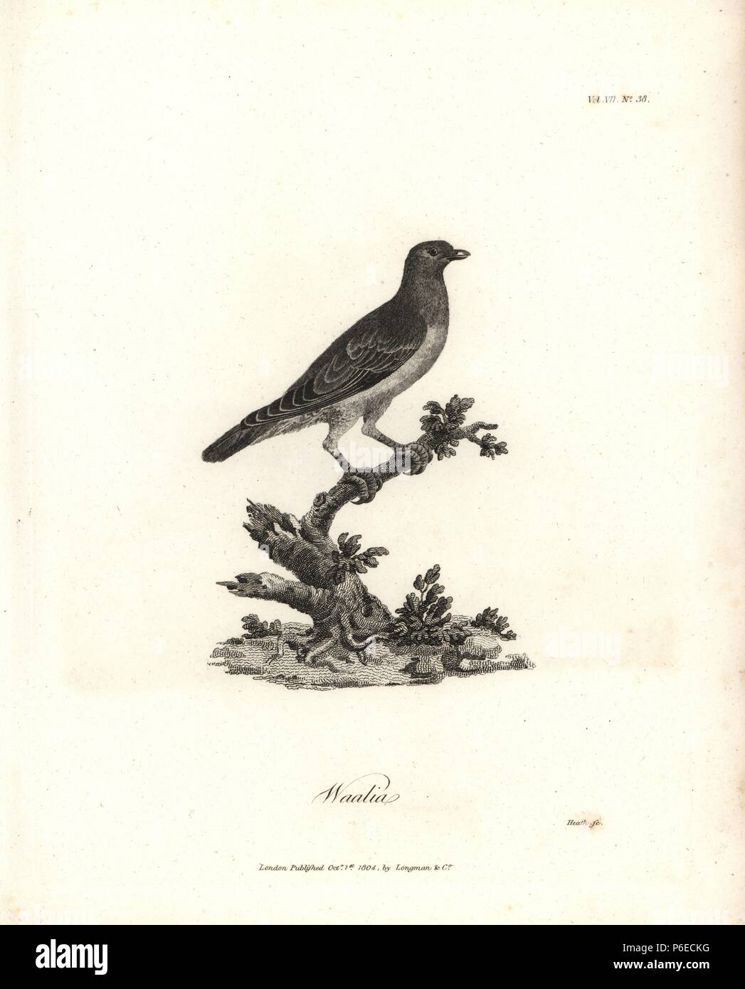 Waalia or Bruce's green pigeon, Treron waalia. Copperplate engraving from James Bruce's 'Travels to Discover the Source of the Nile, in the years 1768, 1769, 1770, 1771, 1772 and 1773,' London, 1790. James Bruce (1730-1794) was a Scottish explorer and travel writer who spent more than 12 years in North Africa and Ethiopia. Engraved by Heath after an original drawing by Bruce. Stock Photo