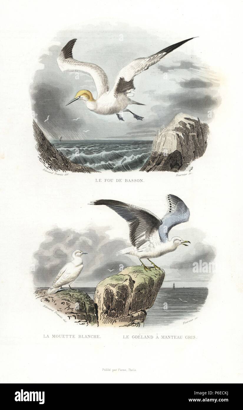 Northern gannet, Morus bassanus, ivory gull, Pagophila eburnea, and European herring gull, Larus argentatus. Handcoloured engraving on steel by Fournier after a drawing by Edouard Travies from Richard's 'New Edition of the Complete Works of Buffon,' Pourrat Freres, Paris, 1837. Stock Photo