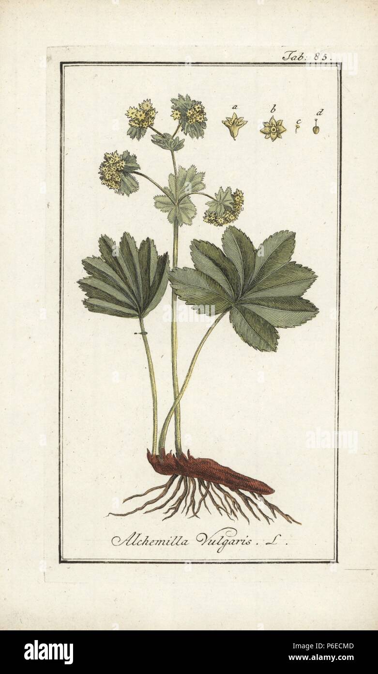 Lady's mantle, Alchemilla vulgaris. Handcoloured copperplate engraving from Johannes Zorn's 'Icones plantarum medicinalium,' Germany, 1796. Zorn (1739-99) was a German pharmacist and botanist who travelled all over Europe searching for medicinal plants. Stock Photo