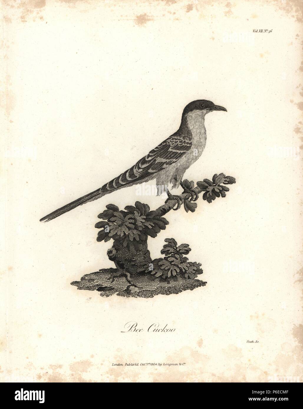 Bee cuckow or great spotted cuckoo, Clamator glandarius. Copperplate engraving from James Bruce's 'Travels to Discover the Source of the Nile, in the years 1768, 1769, 1770, 1771, 1772 and 1773,' London, 1790. James Bruce (1730-1794) was a Scottish explorer and travel writer who spent more than 12 years in North Africa and Ethiopia. Engraved by Heath after an original drawing by Bruce. Stock Photo