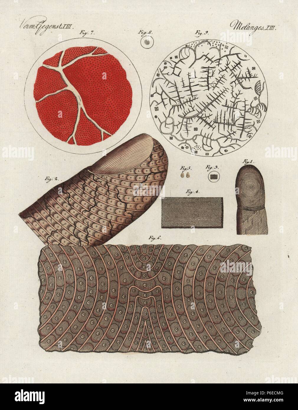 Human finger 1, magnified 2, epidermis 3, magnified 4, scales 5, magnified skin 6, and human blood 7, serum 8, and salt crystals in blood 9 under the microscope. Handcoloured copperplate engraving from Bertuch's 'Bilderbuch fur Kinder' (Picture Book for Children), Weimar, 1798. Friedrich Johann Bertuch (1747-1822) was a German publisher and man of arts most famous for his 12-volume encyclopedia for children illustrated with 1,200 engraved plates on natural history, science, costume, mythology, etc., published from 1790-1830. Stock Photo
