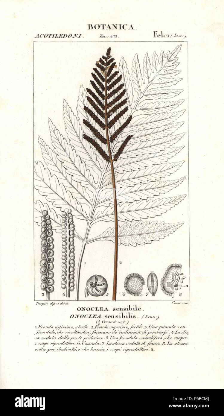 Sensitive fern, Onoclea sensibilis, native to America and Asia. Handcoloured copperplate stipple engraving from Jussieu's 'Dictionary of Natural Science,' Florence, Italy, 1837. Engraved by Corsi, drawn by Pierre Jean-Francois Turpin, and published by Batelli e Figli. Turpin (1775-1840) is considered one of the greatest French botanical illustrators of the 19th century. Stock Photo