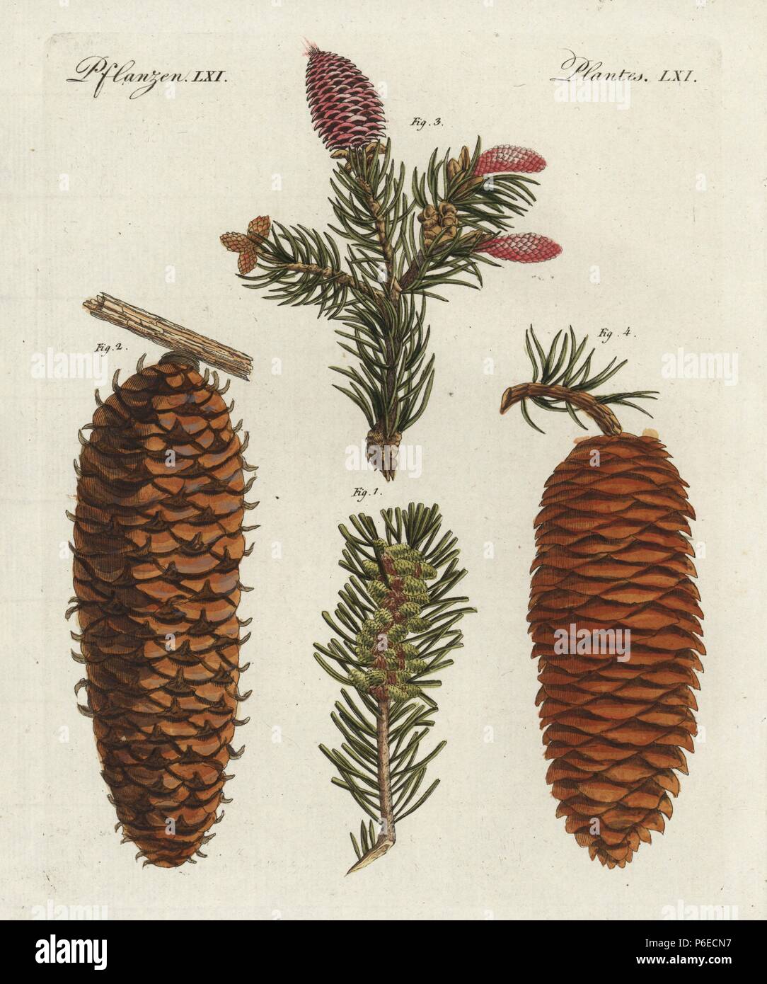 White spruce tree, Picea glauca, foliage 1 and cone 2, and Norway spruce, Picea abies, foliage 3 and cone 4. Handcoloured copperplate engraving from Bertuch's 'Bilderbuch fur Kinder' (Picture Book for Children), Weimar, 1798. Friedrich Johann Bertuch (1747-1822) was a German publisher and man of arts most famous for his 12-volume encyclopedia for children illustrated with 1,200 engraved plates on natural history, science, costume, mythology, etc., published from 1790-1830. Stock Photo