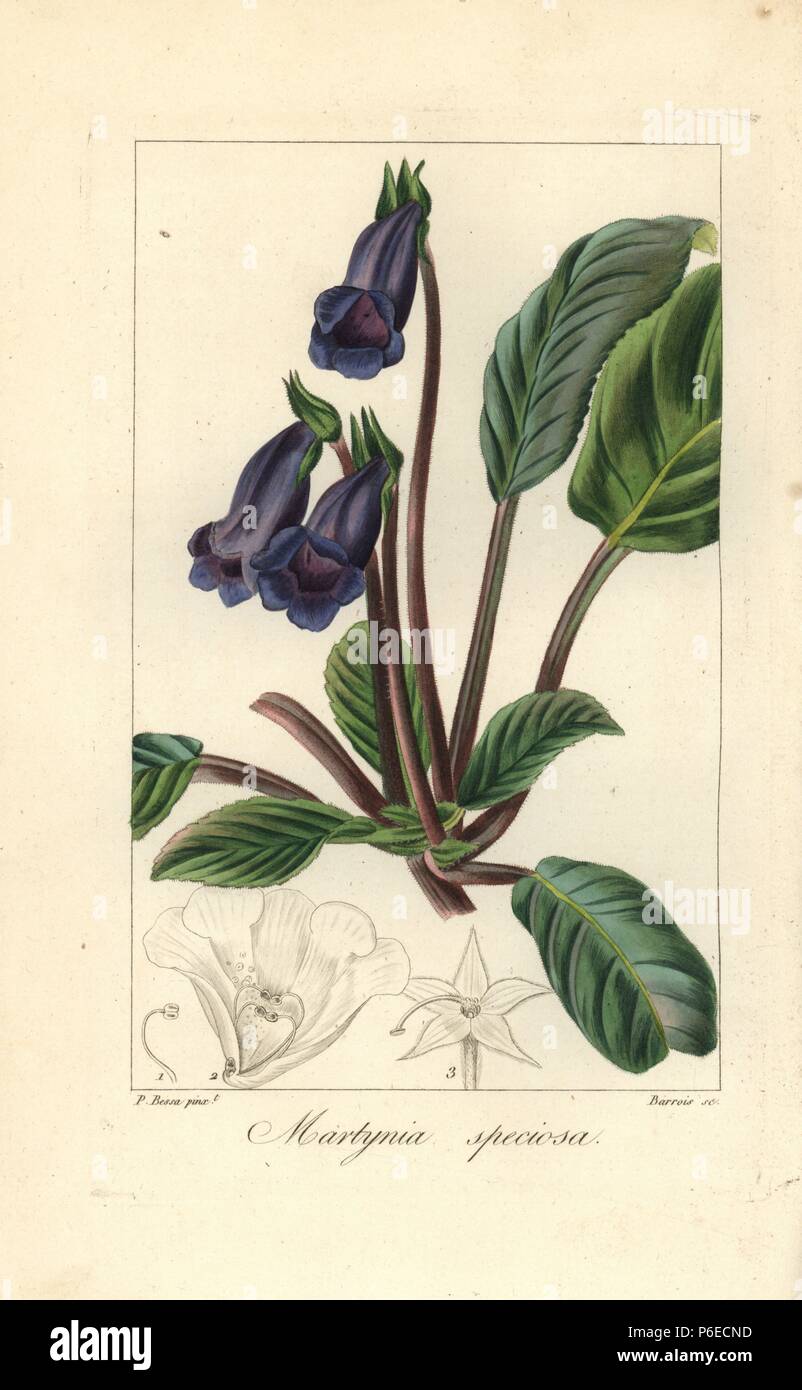 Cat's claw flower, Martynia speciosa, native to Mexico. Handcoloured stipple copperplate engraving by Barrois from a botanical illustration by Pancrace Bessa from Mordant de Launay's 'Herbier General de l'Amateur,' Audot, Paris, 1820. The Herbier was published from 1810 to 1827 and edited by Mordant de Launay and Loiseleur-Deslongchamps. Bessa (1772-1830s), along with Redoute and Turpin, is considered one of the greatest French botanical artists of the 19th century. Stock Photo