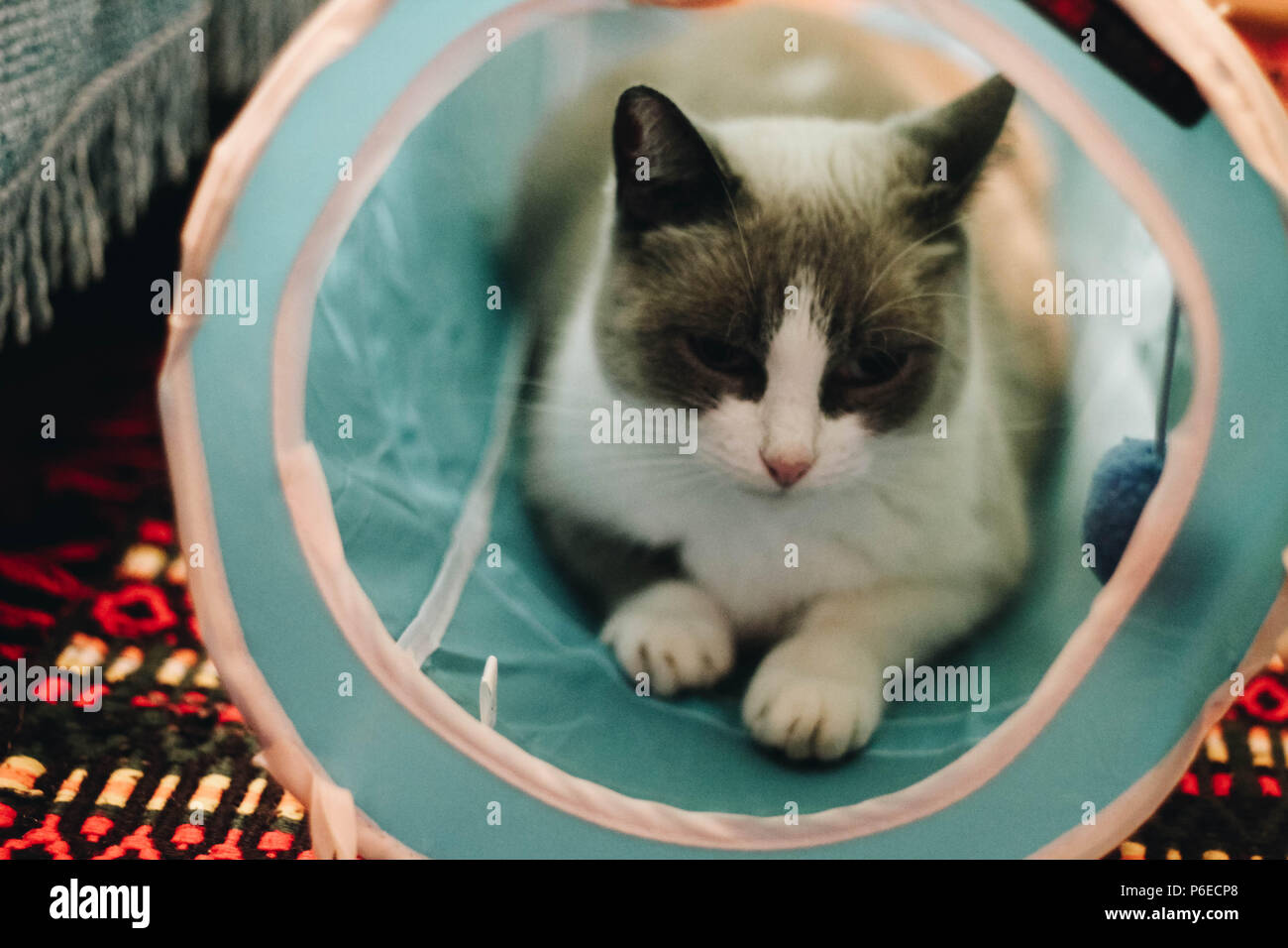 Closeup of a cat playing with a cat toy (tunnel) Stock Photo
