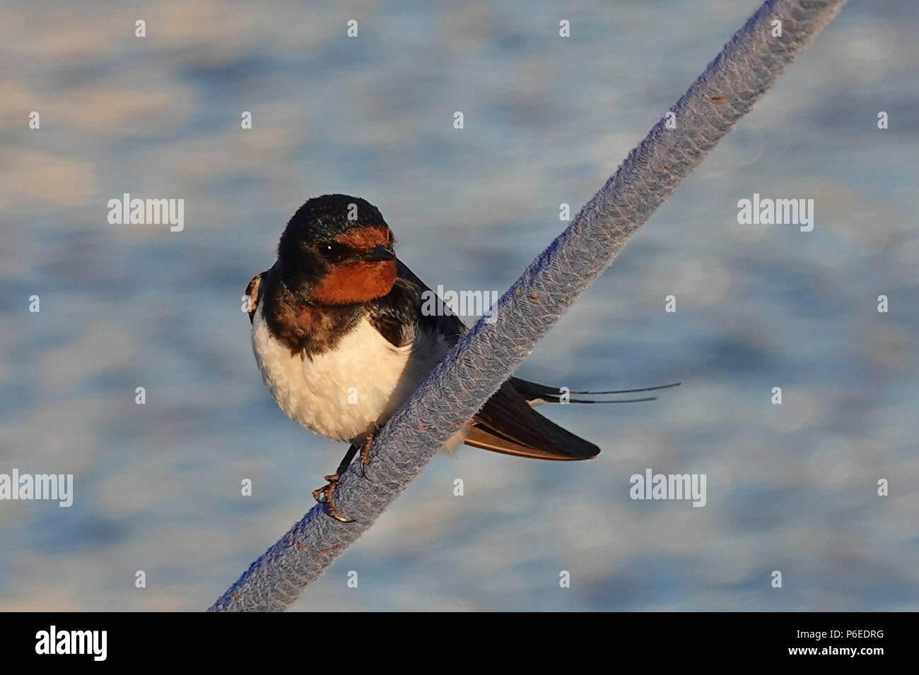 Barn Swallow Resting In Its Habitat Stock Photo 210530532 Alamy