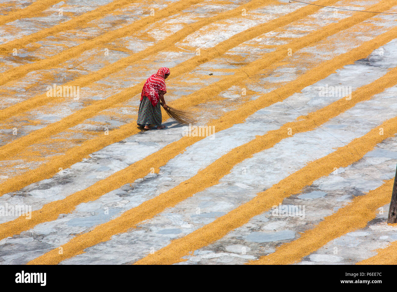 The labor women row rows of rice at Ishwardi Upazila, Pabna District in Rajshahi Division, Bangladesh. Stock Photo