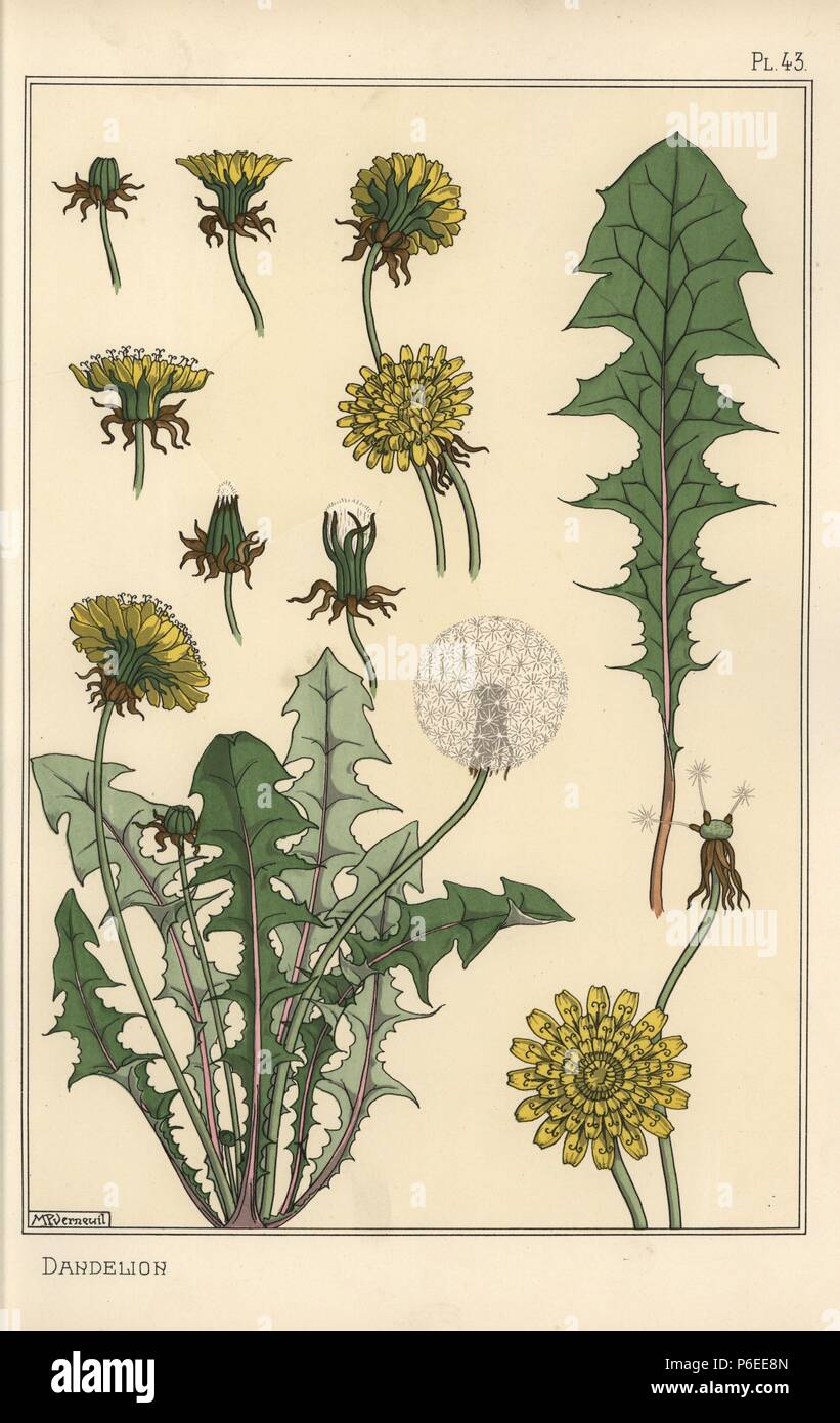 Dandelion botanical study. Lithograph by M. P. Verneuil with pochoir (stencil) handcoloring from Eugene Grasset's “Plants and their Application to Ornament,” Paris, 1897. Eugene Grasset (1841-1917) was a Swiss artist whose innovative designs inspired the “art nouveau” movement at the end of the 19th century. Stock Photo