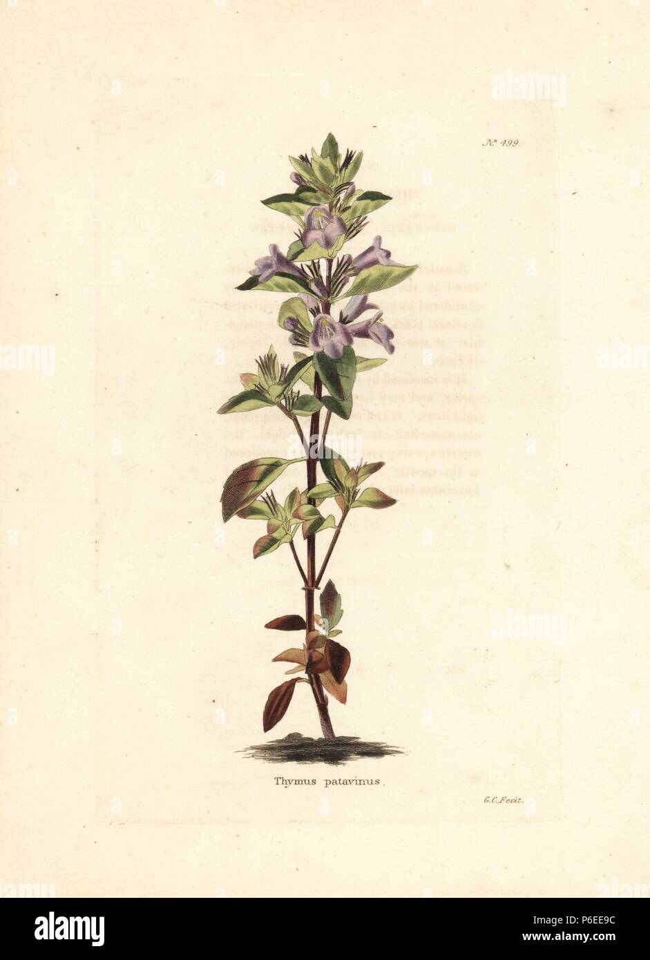 Alpine calamint, Clinopodium alpinum subsp. majoranifolium. Handcoloured copperplate engraving by George Cooke from Conrad Loddiges' Botanical Cabinet, London, 1810. Stock Photo