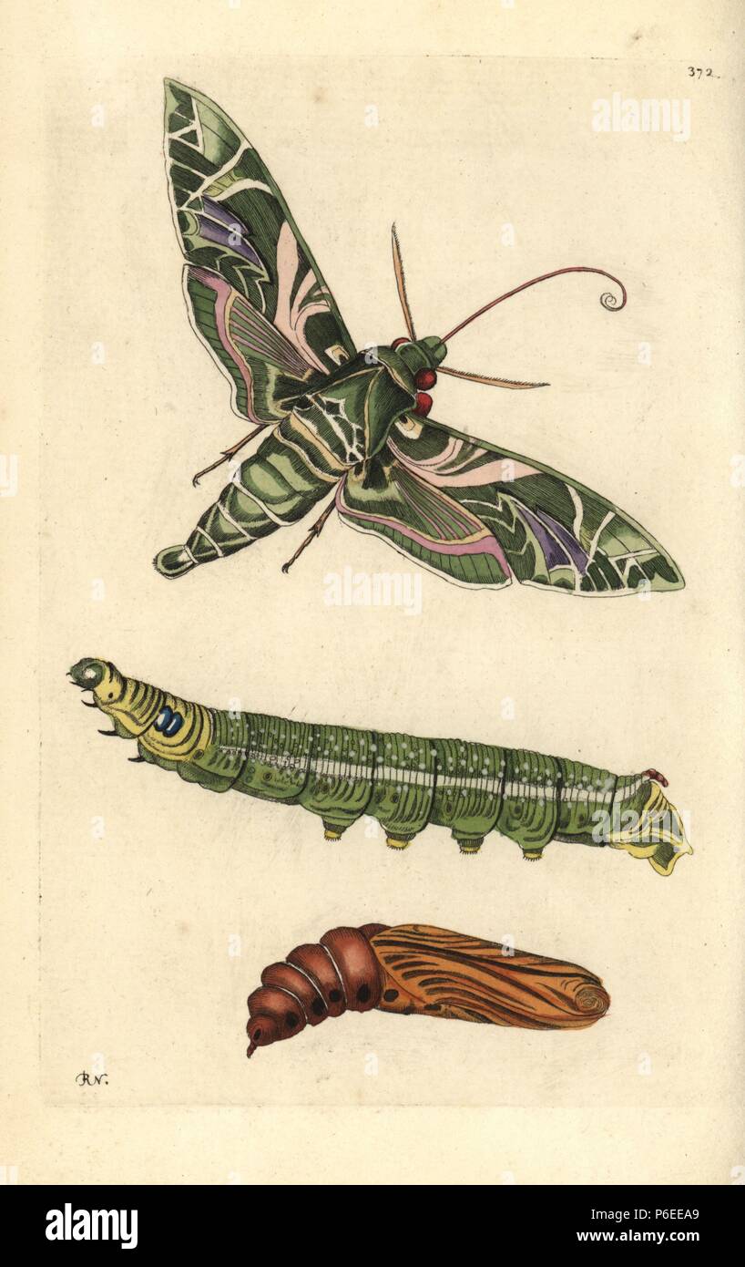 Oleander hawkmoth, Daphnis nerii, moth, caterpillar and pupa. Illustration drawn and engraved by Richard Polydore Nodder. Handcolored copperplate engraving from George Shaw and Frederick Nodder's 'The Naturalist's Miscellany,' London, 1799. Most of the 1,064 illustrations of animals, birds, insects, crustaceans, fishes, marine life and microscopic creatures were drawn by George Shaw, Frederick Nodder and Richard Nodder, and engraved and published by the Nodder family. Frederick drew and engraved many of the copperplates until his death around 1800, and son Richard (17741823) was responsible f Stock Photo