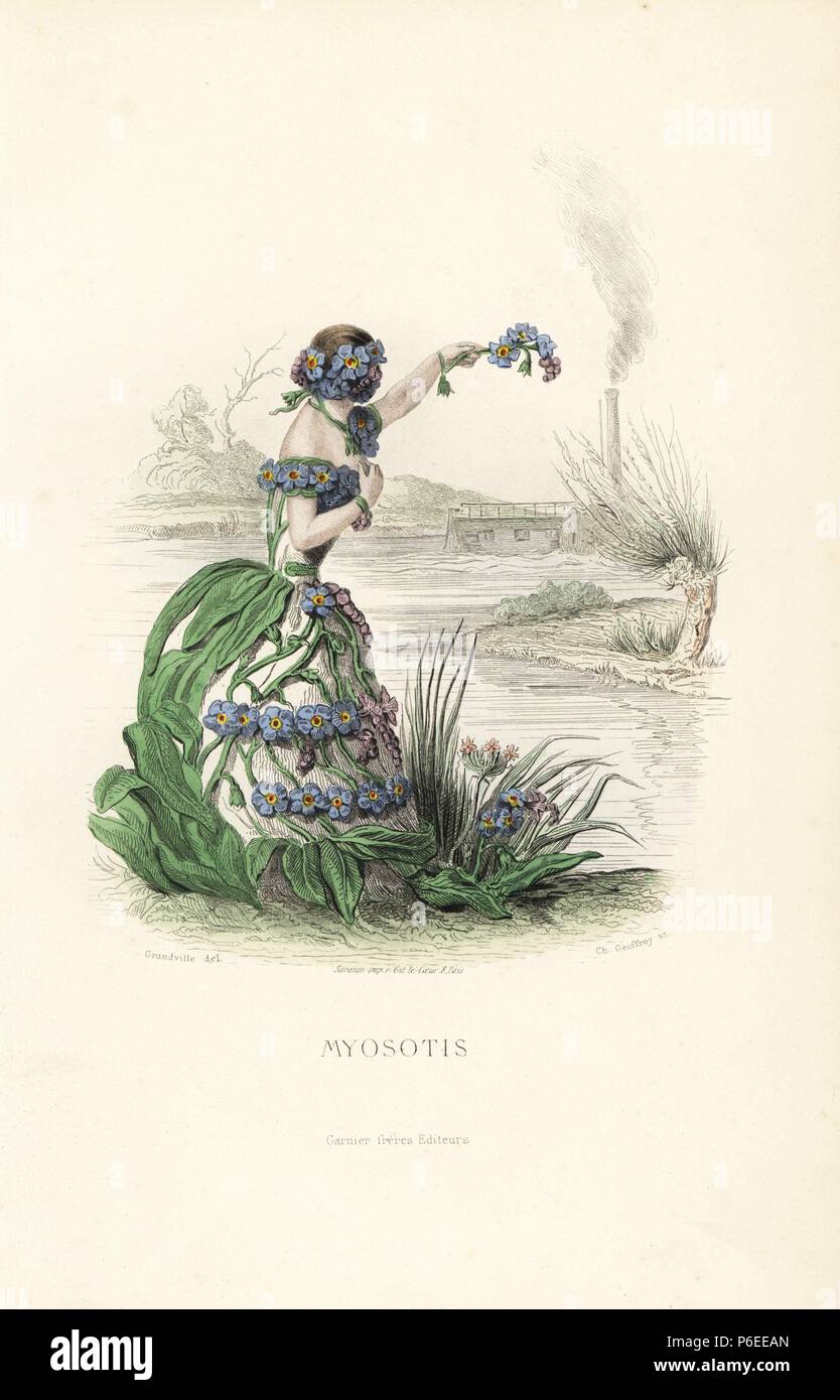 Forget me not flower fairy, Myosotis scorpioides, with flowers in her hair and a dress of leaves and flowers, waves goodbye from the river bank. Handcoloured steel engraving by C. Geoffrois after an illustration by Jean Ignace Isidore Grandville from 'Les Fleurs Animees,' Paris, Gabriel de Gonet, 1847. Stock Photo