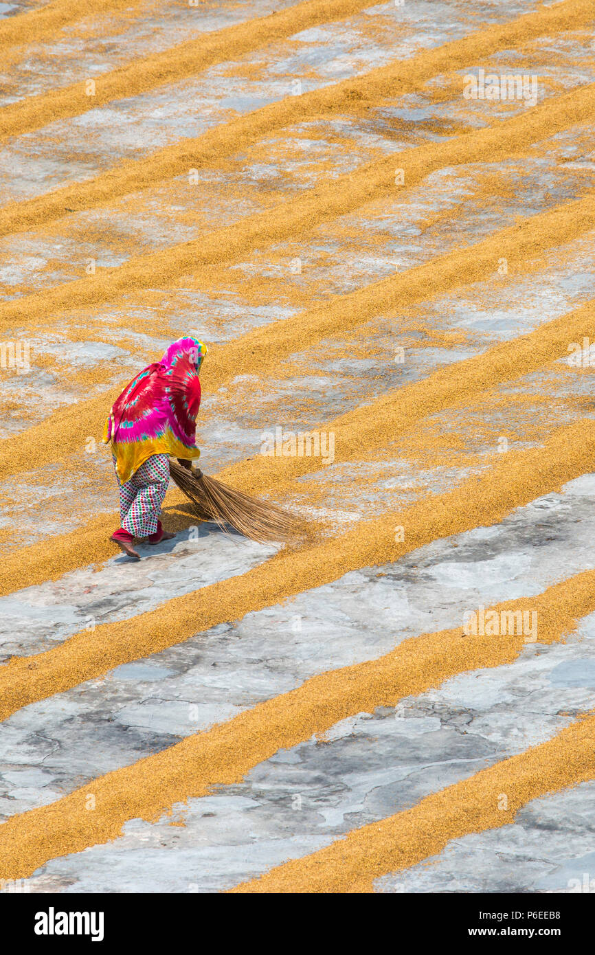 The labor women row rows of rice at Ishwardi Upazila, Pabna District in Rajshahi Division, Bangladesh. Stock Photo