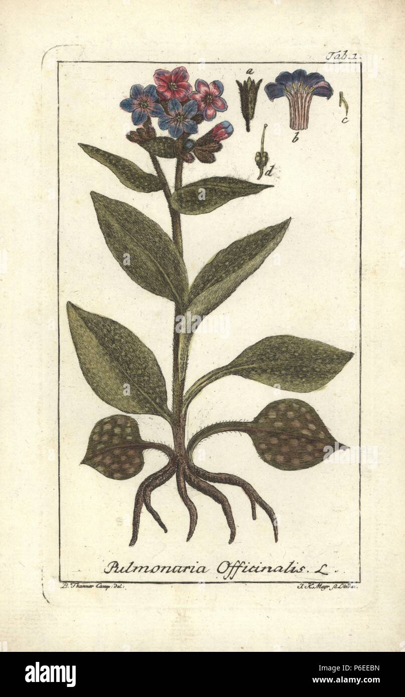 Lungwort, Pulmonia officinalis. Handcoloured copperplate engraving by J.K. Mayr from a drawing by B. Thanner from Johannes Zorn's 'Icones plantarum medicinalium,' Germany, 1796. Zorn (1739-99) was a German pharmacist and botanist who travelled all over Europe searching for medicinal plants. Stock Photo