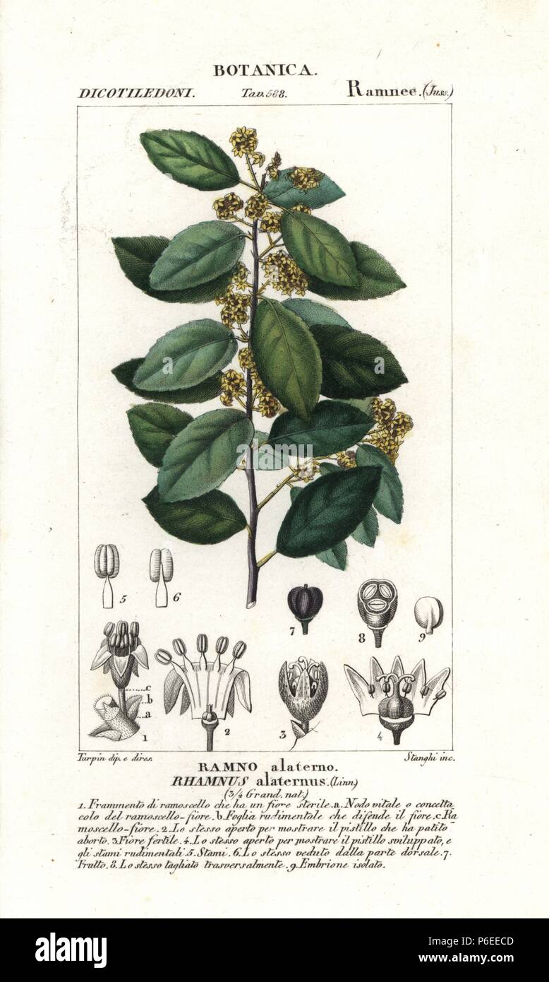 Italian buckthorn, Rhamnus alaternus. Handcoloured copperplate stipple engraving from Jussieu's 'Dictionary of Natural Science,' Florence, Italy, 1837. Engraved by Stanghi, drawn by Pierre Jean-Francois Turpin, and published by Batelli e Figli. Turpin (1775-1840) is considered one of the greatest French botanical illustrators of the 19th century. Stock Photo
