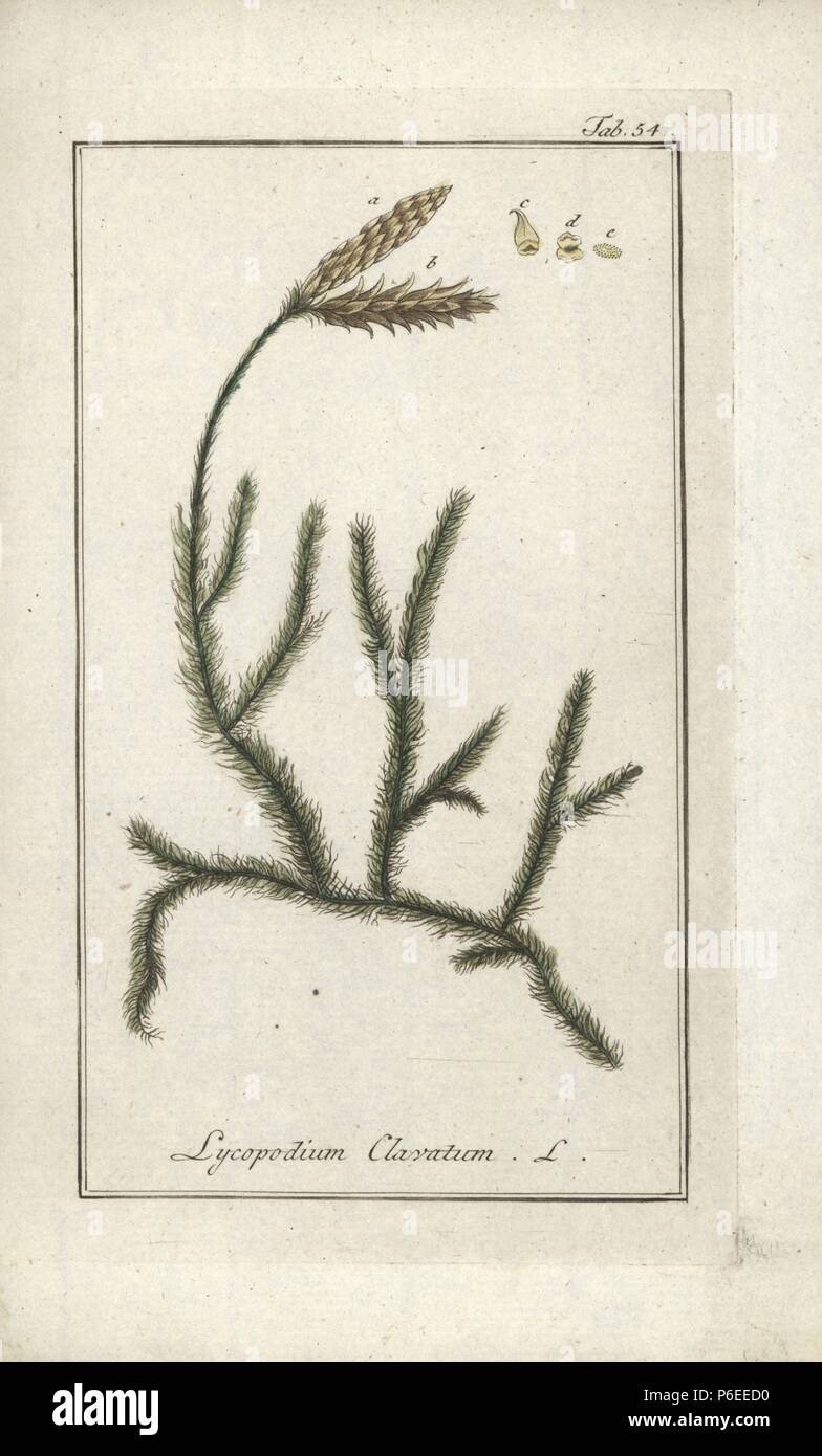 Wolf's-foot clubmoss, Lycopodium clavatum. Handcoloured copperplate engraving from Johannes Zorn's 'Icones plantarum medicinalium,' Germany, 1796. Zorn (1739-99) was a German pharmacist and botanist who travelled all over Europe searching for medicinal plants. Stock Photo