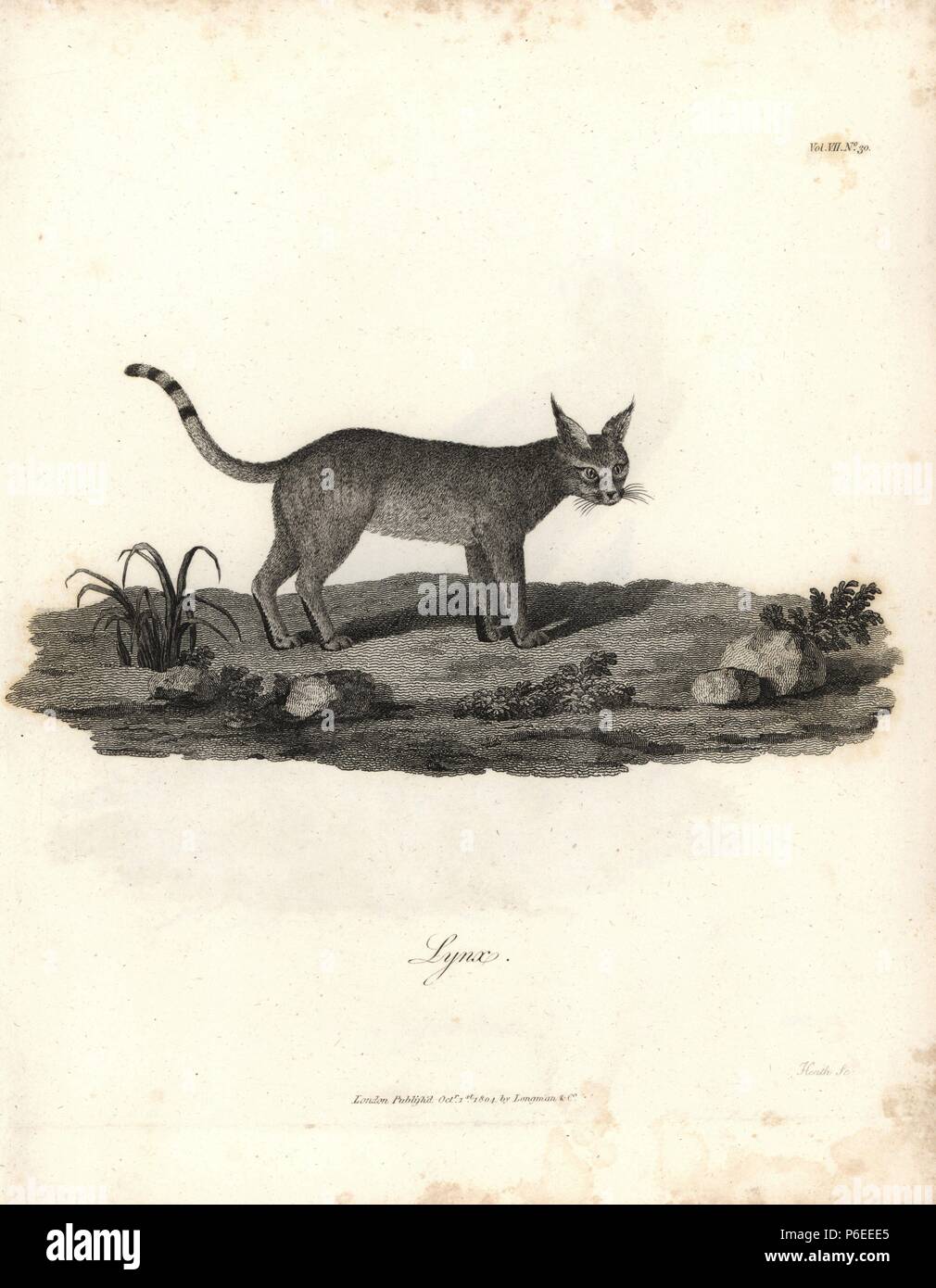 Booted lynx or African wildcat, Felis silvestris lybica. Copperplate engraving from James Bruce's 'Travels to Discover the Source of the Nile, in the years 1768, 1769, 1770, 1771, 1772 and 1773,' London, 1790. James Bruce (1730-1794) was a Scottish explorer and travel writer who spent more than 12 years in North Africa and Ethiopia. Engraved by Heath after an original drawing by Bruce. Stock Photo
