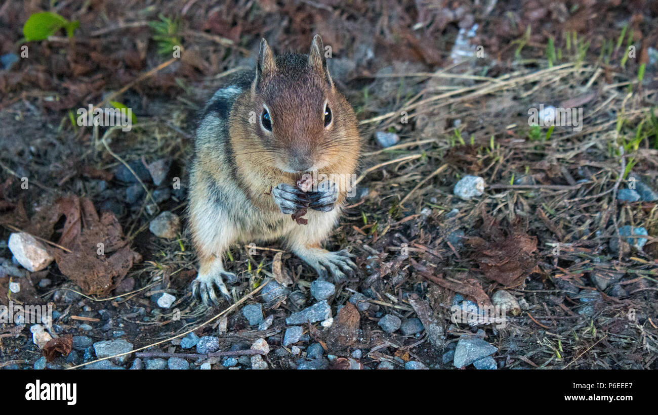 A cute little chipmunk eats along the side of a trail in Paradise on Mount Rainier. Stock Photo