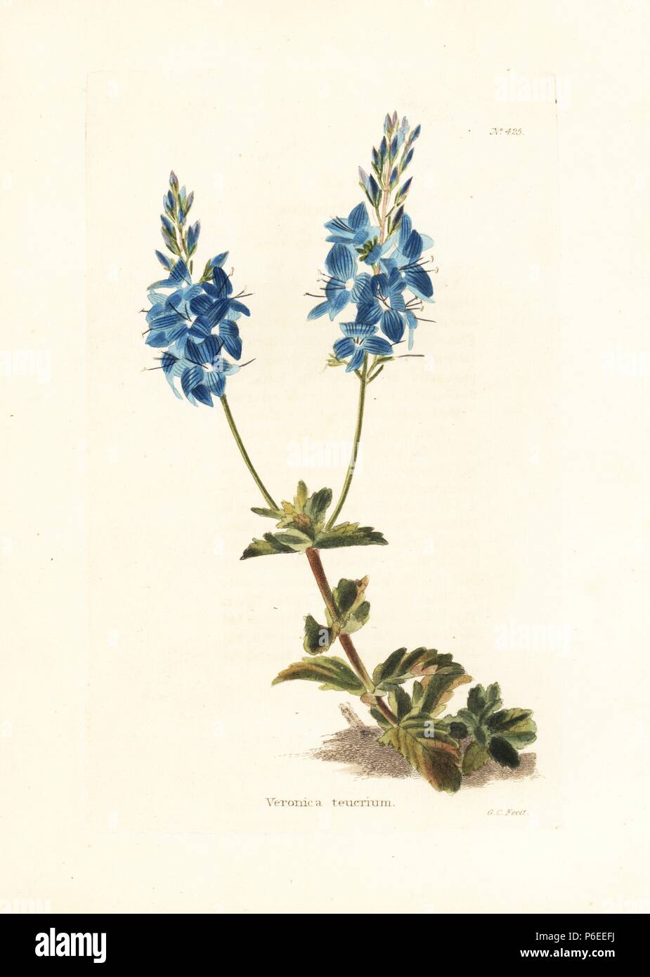 Creeping speedwell, Veronica teucrium. Handcoloured copperplate engraving by George Cooke from Conrad Loddiges' Botanical Cabinet, London, 1810. Stock Photo