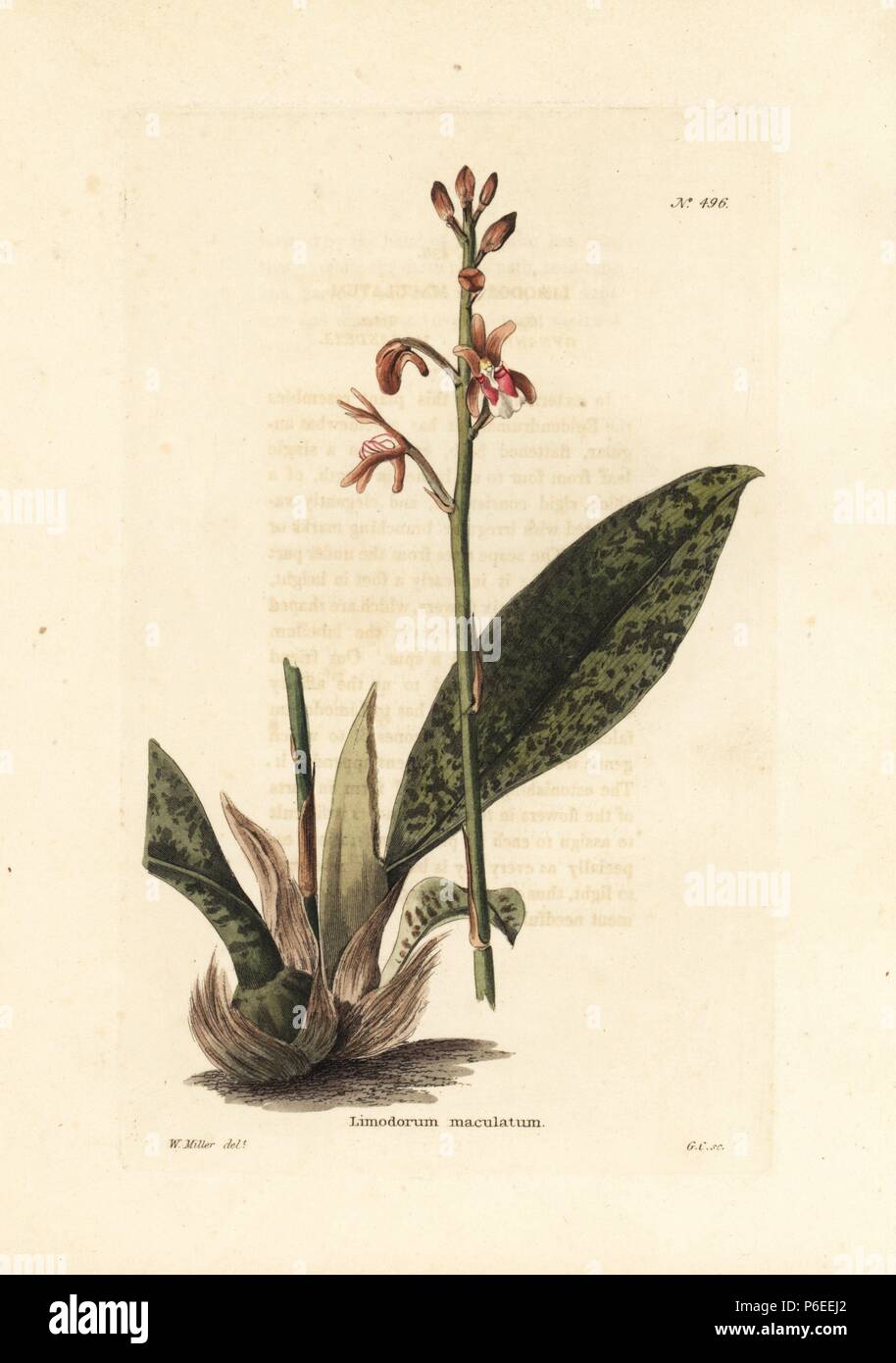 Monk orchid or African spotted orchid, Oeceoclades maculata. Handcoloured copperplate engraving by George Cooke after an illustration by W. Miller from Conrad Loddiges' Botanical Cabinet, London, 1810. Stock Photo