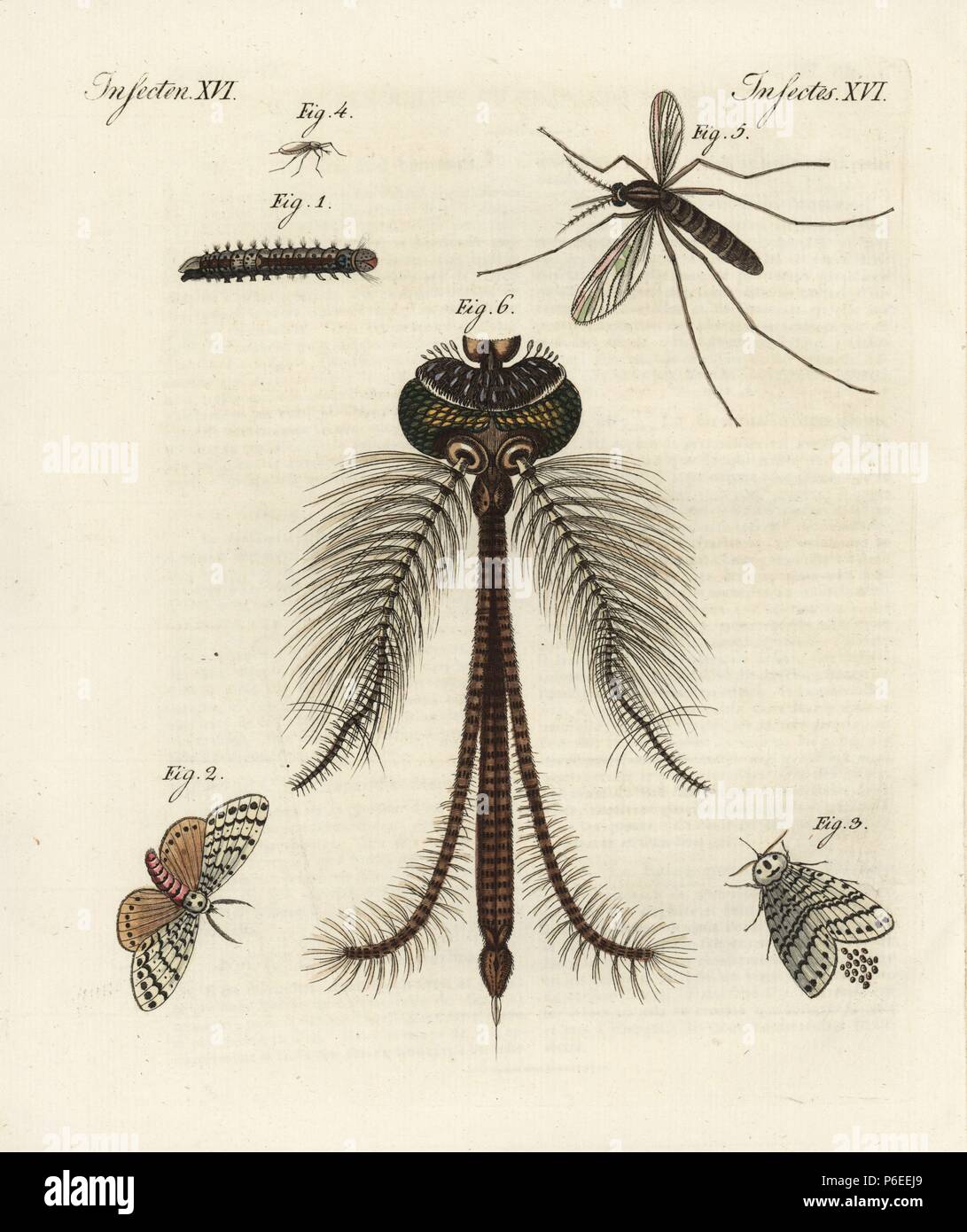 Nun moth, Lymantria monacha, caterpillar 1, moth, 2,3, and Phalaena bombyx monacha 1,2,3, and common house mosquito, Culex pipiens, 4,5, head and proboscis 6. Handcoloured copperplate engraving from Bertuch's 'Bilderbuch fur Kinder' (Picture Book for Children), Weimar, 1798. Friedrich Johann Bertuch (1747-1822) was a German publisher and man of arts most famous for his 12-volume encyclopedia for children illustrated with 1,200 engraved plates on natural history, science, costume, mythology, etc., published from 1790-1830. Stock Photo